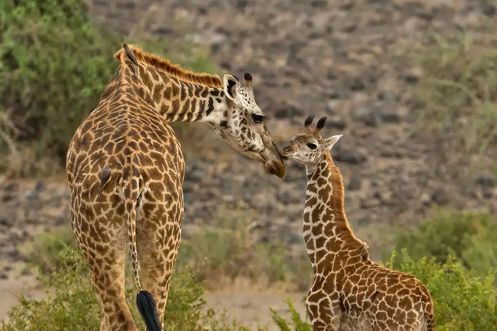 Adult-Giraffe-Baby-Near-Lake-Eyasi-Tanzania.jpg