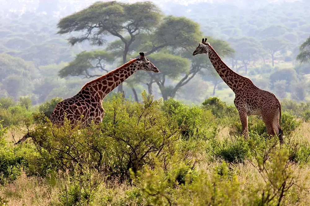 Arusha-National-Park-3
