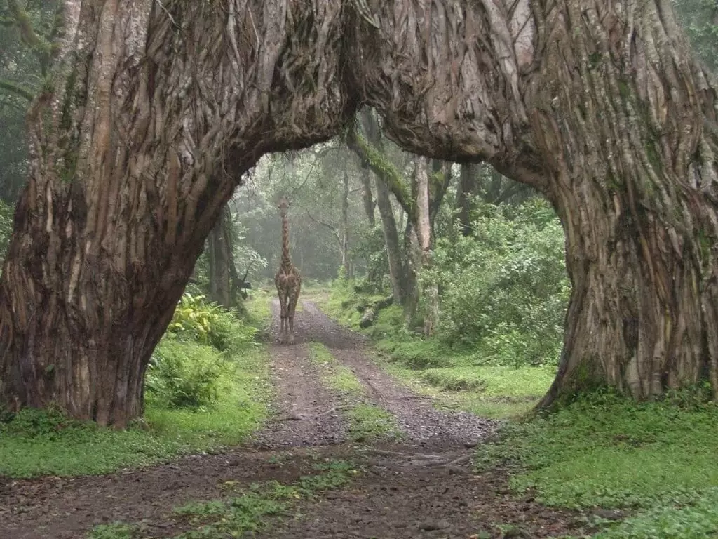 Arusha-National-Park-6