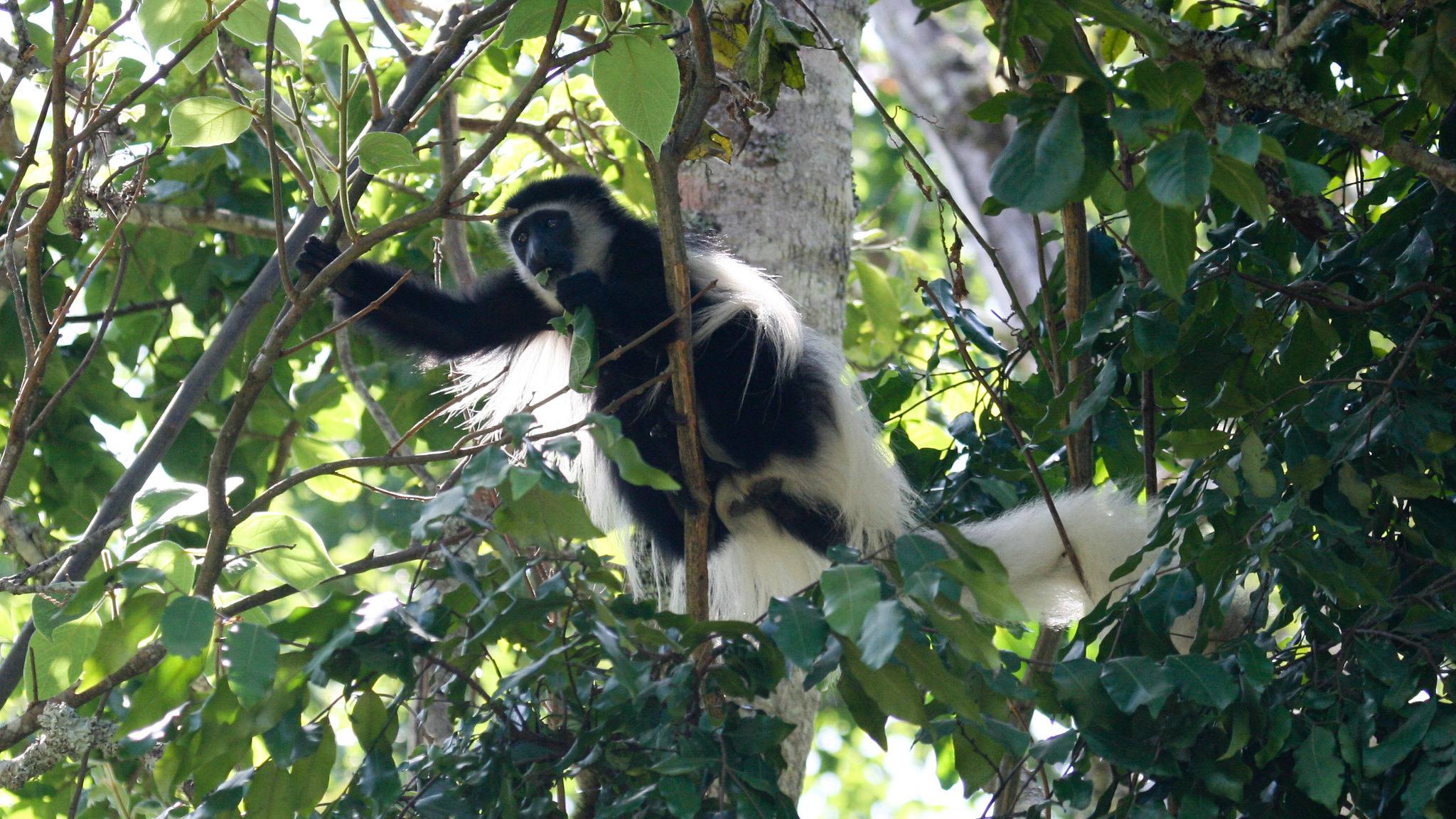 Arusha_National_Park_Black_and_White_Colobus_64