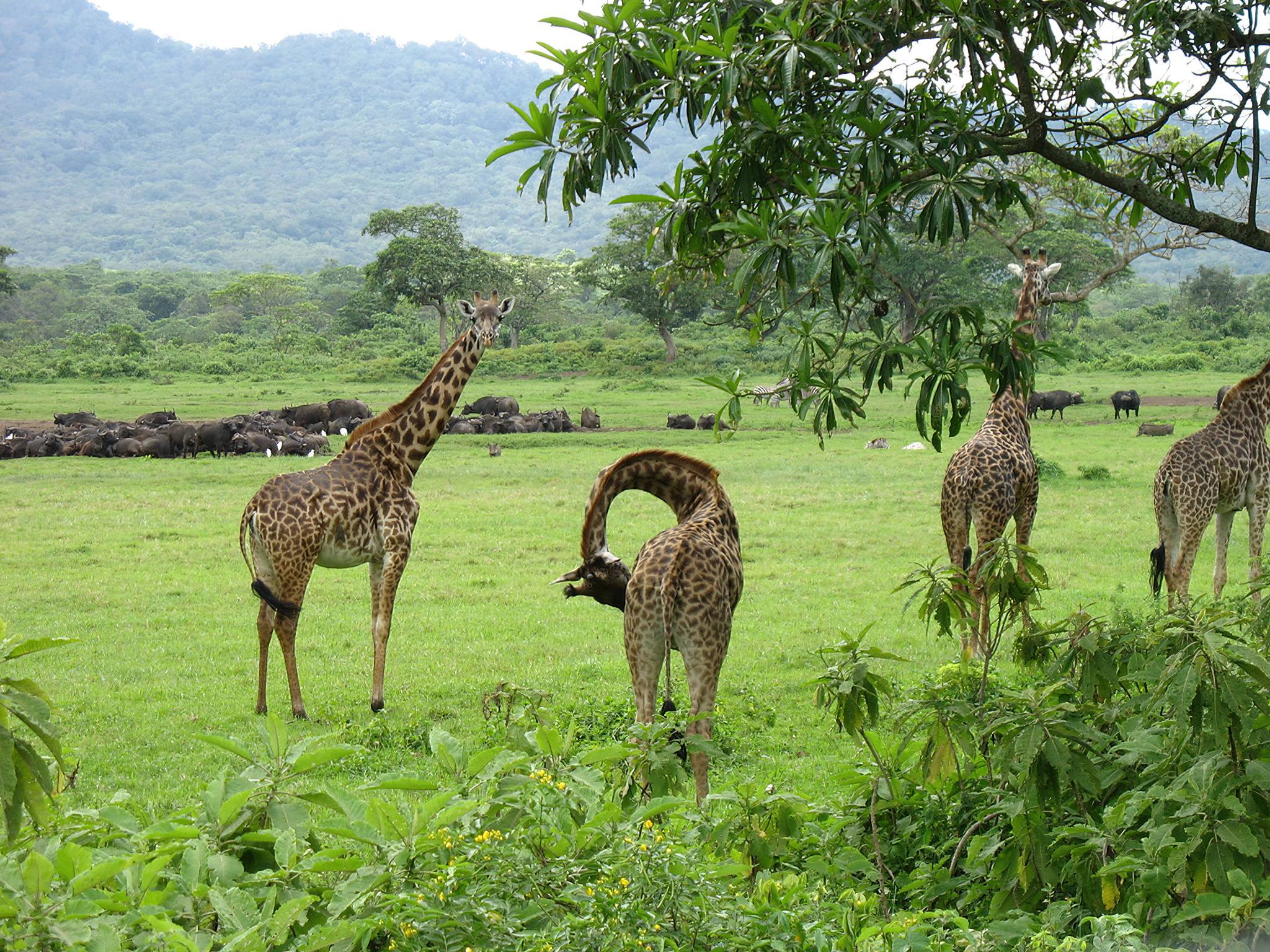 Arusha_National_Park_Giraffes_103