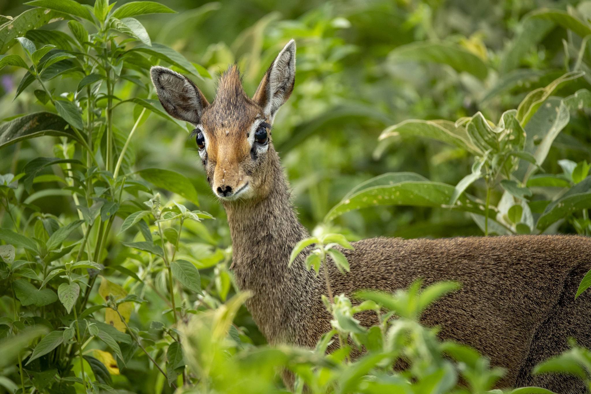 Dik_Dik_in_Ndutu