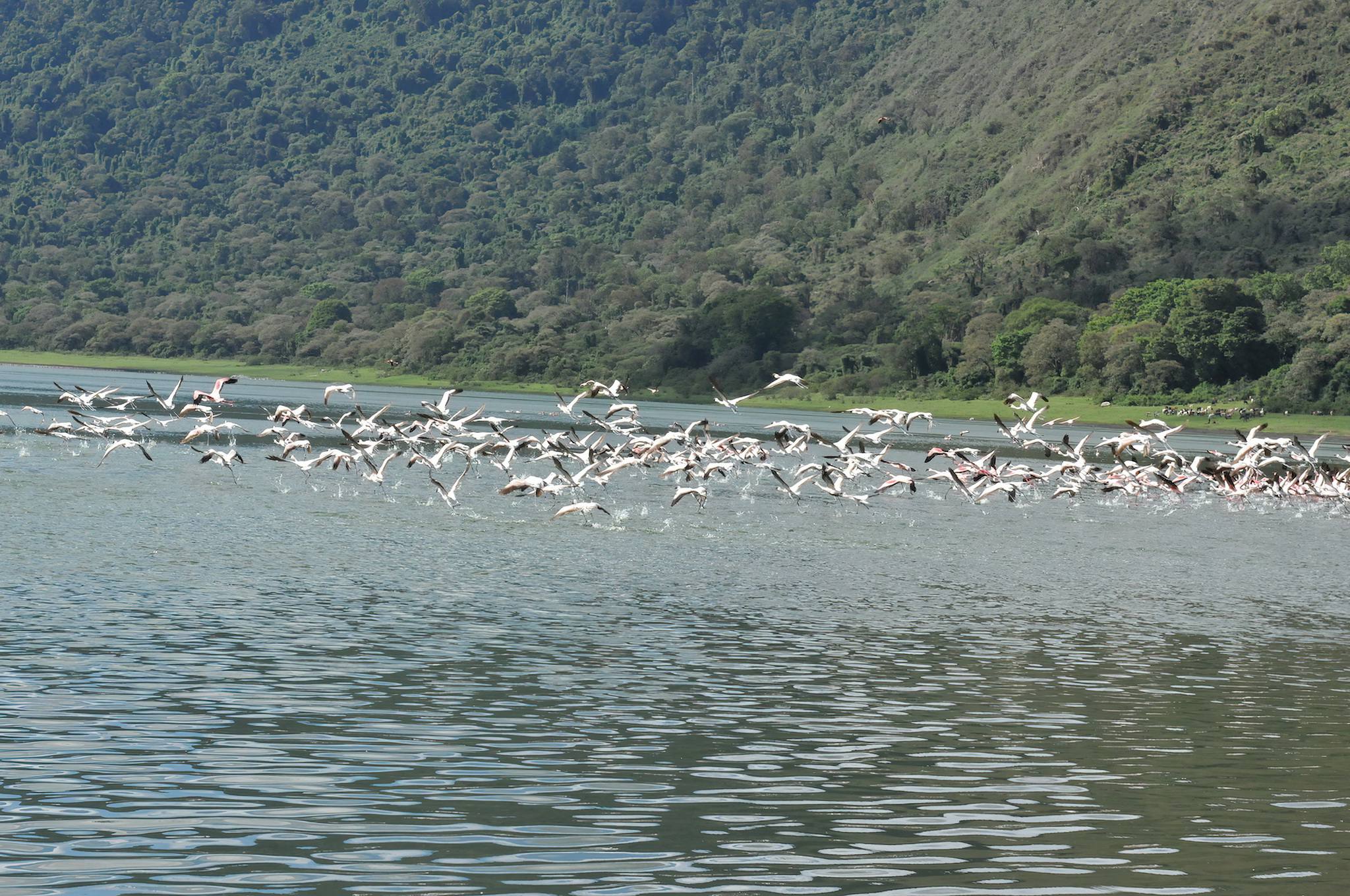 Empakai_Crater_NCA_Flamingos