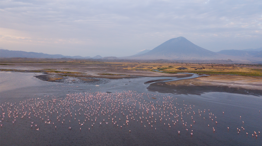 Flamingo+Walk