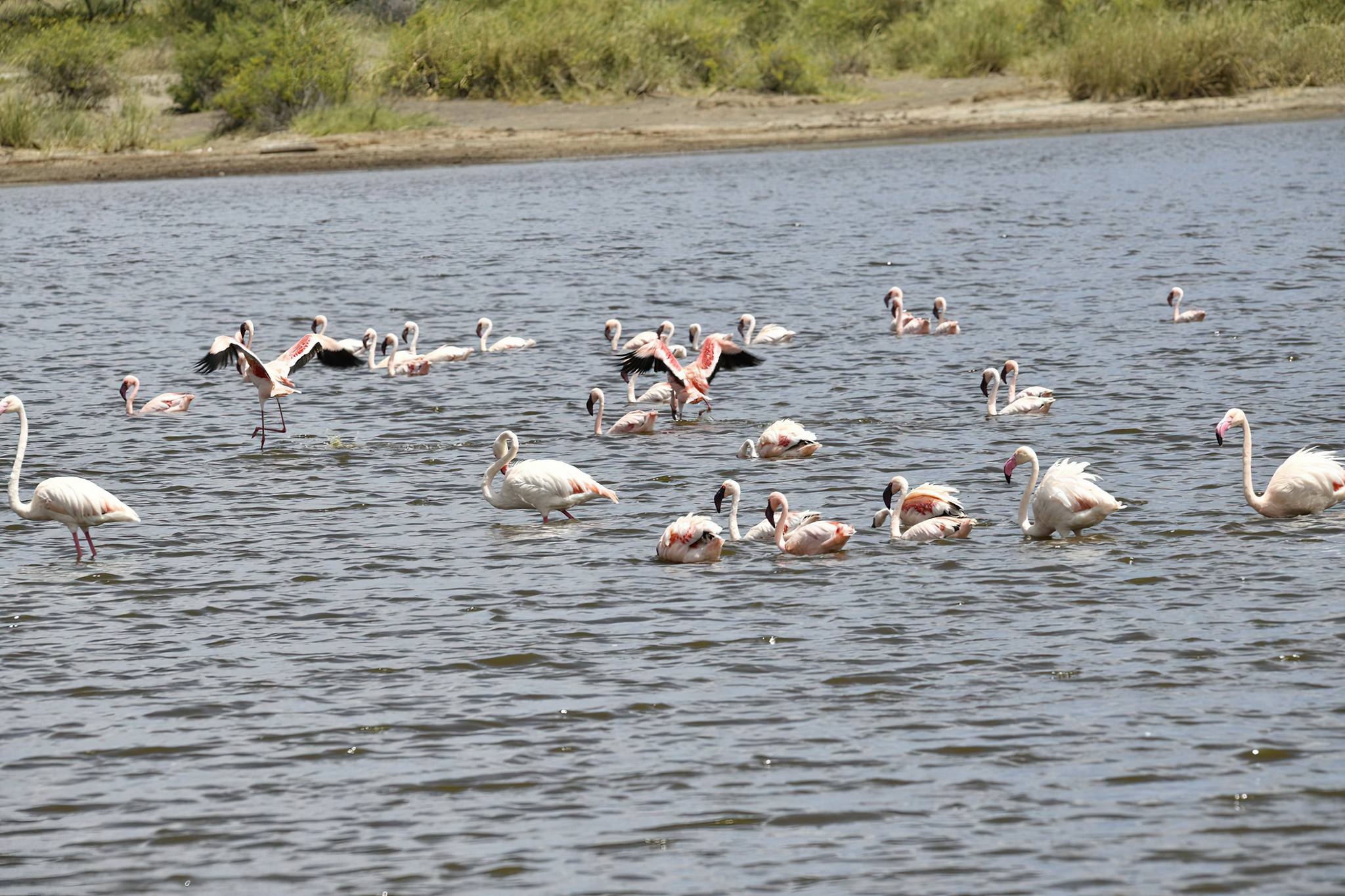 Flamingos_in_Lake_Ndutu