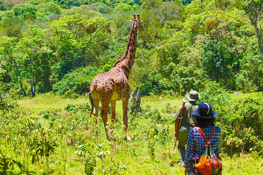 Guided-walking-safari-in-Arusha-National-Park-Tanzania