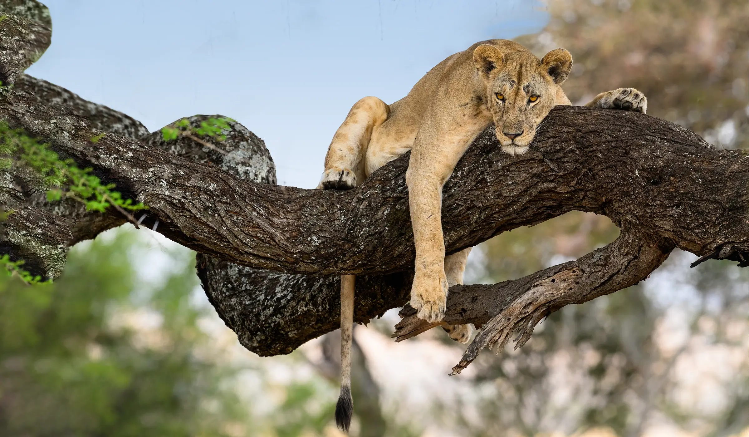 Lake Manyara NP (2)