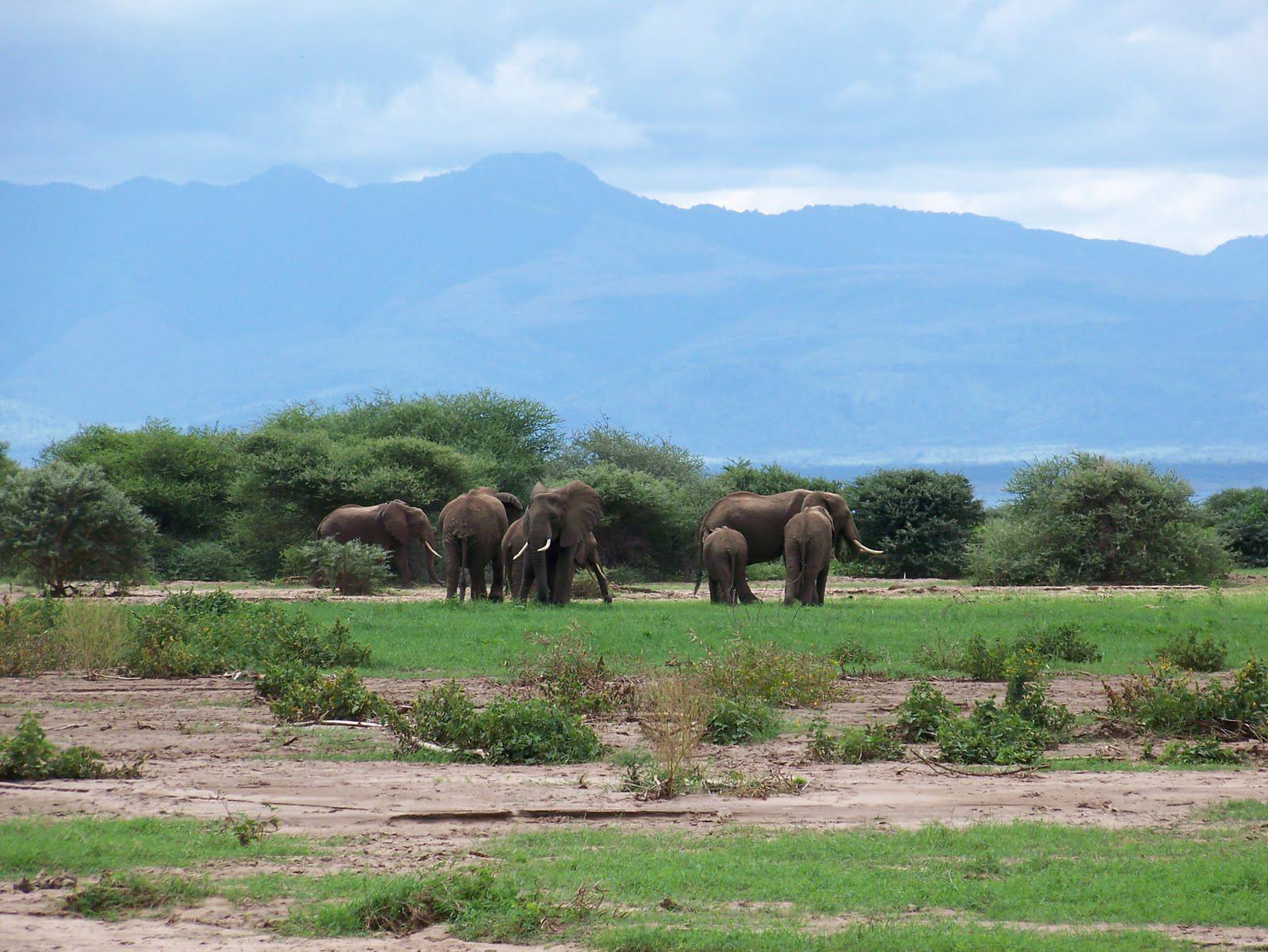 Lake_Manyara_National_Park_Elephants_24