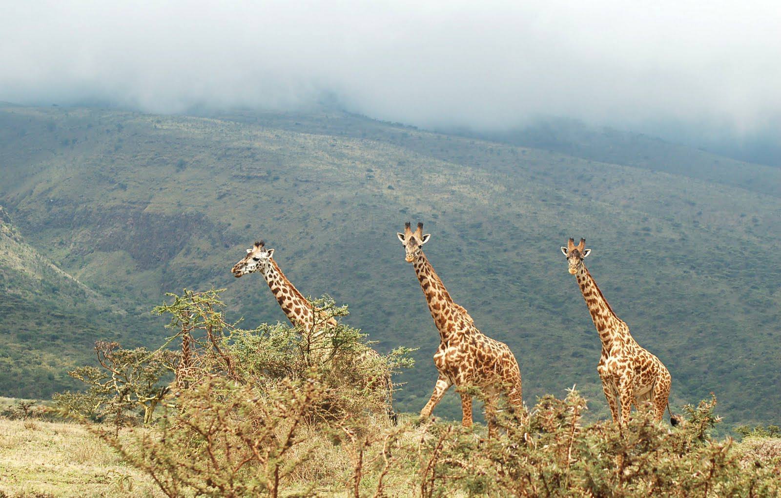 Lake_Manyara_National_Park_Giraffes_23