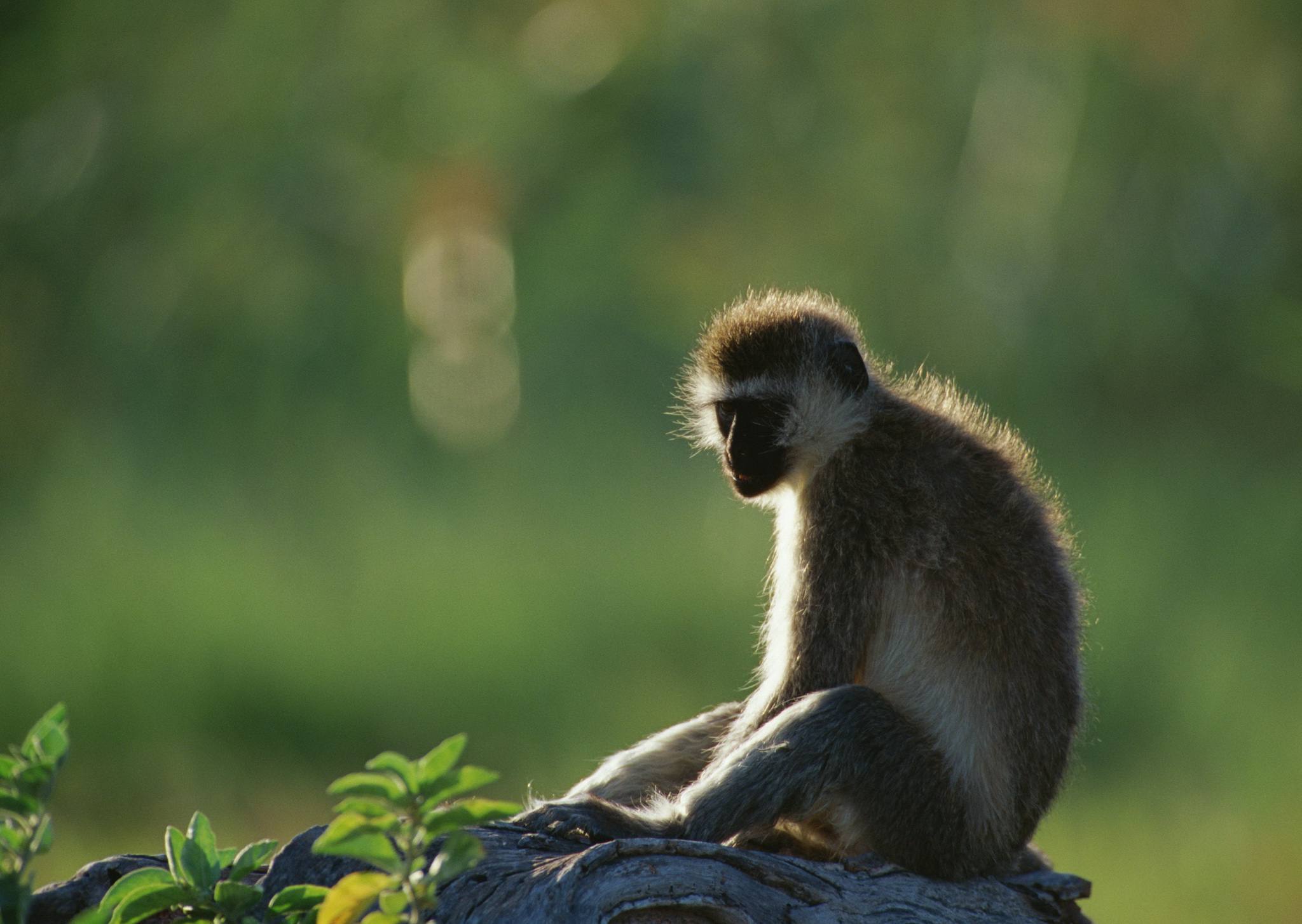 Lake_Manyara_National_Park_Velvet_Monkey_26