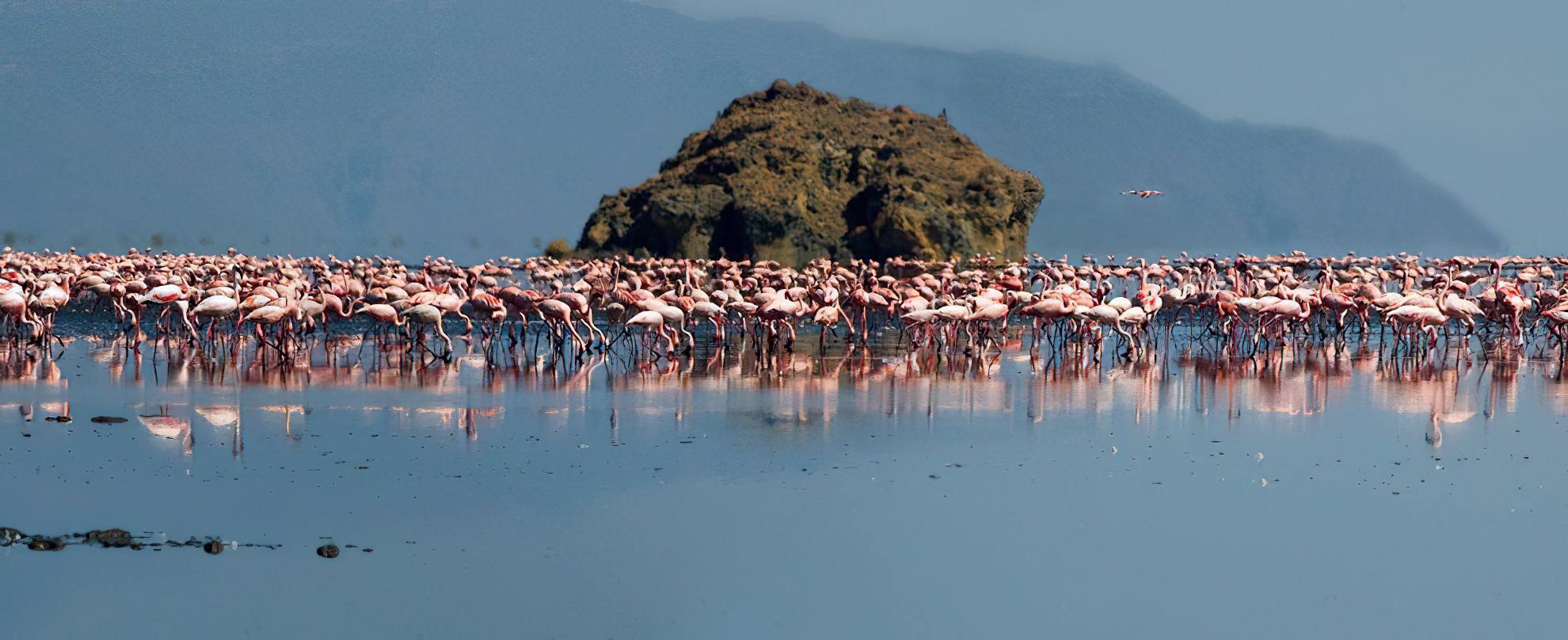 Lesser_Flamingos_Lake_Natron_02