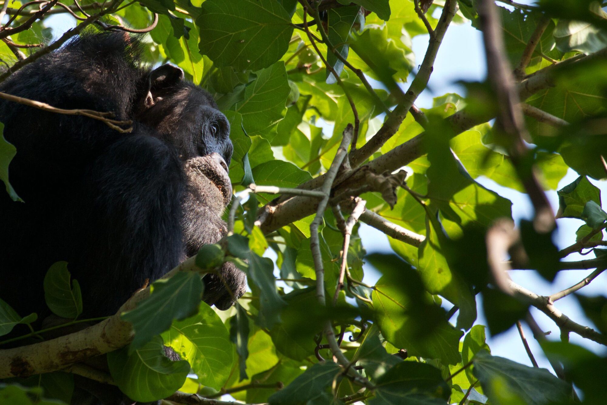 Mahale_Mountains_National_Park_Chimp_16