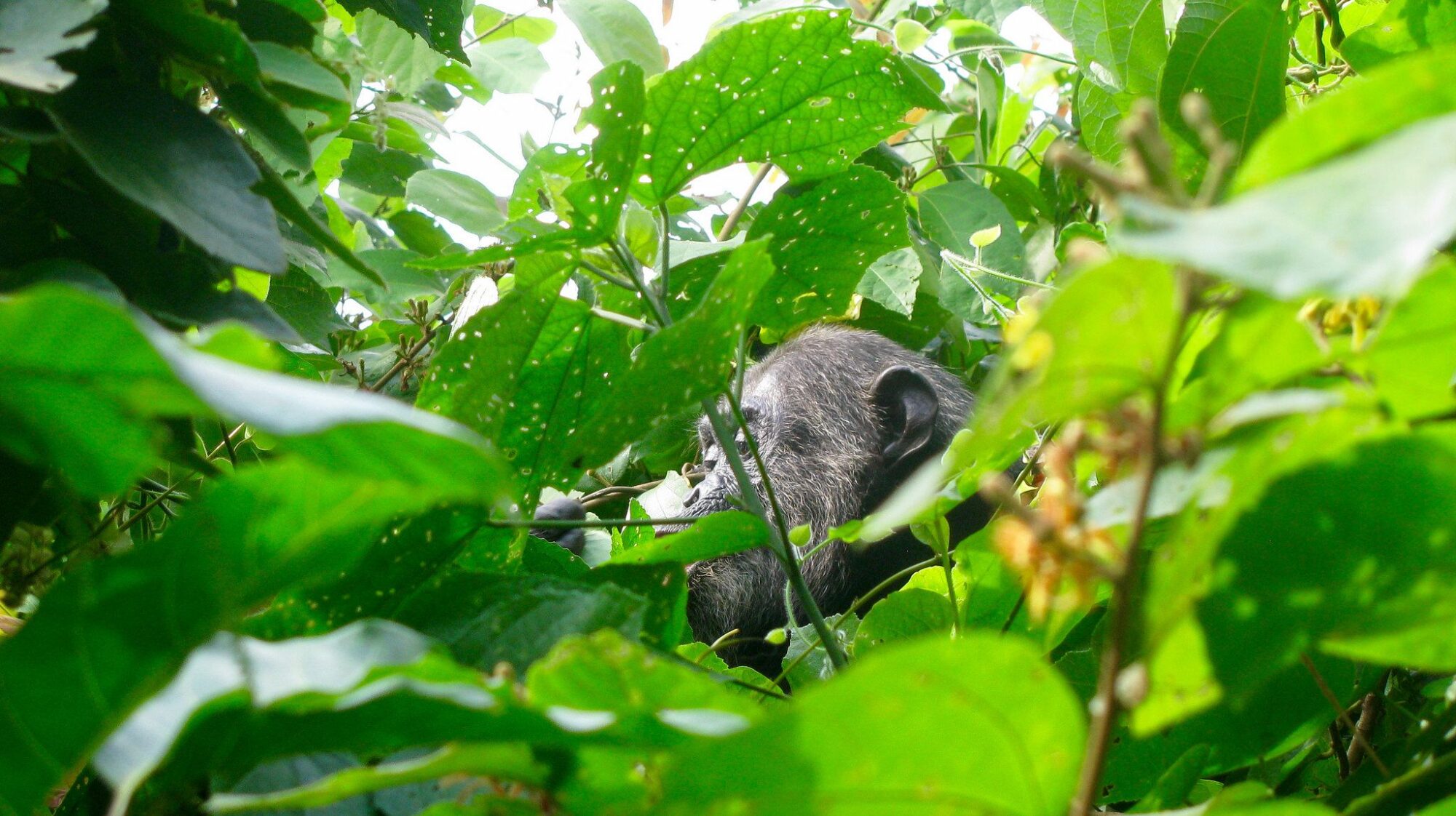 Mahale_Mountains_National_Park_Chimp_19