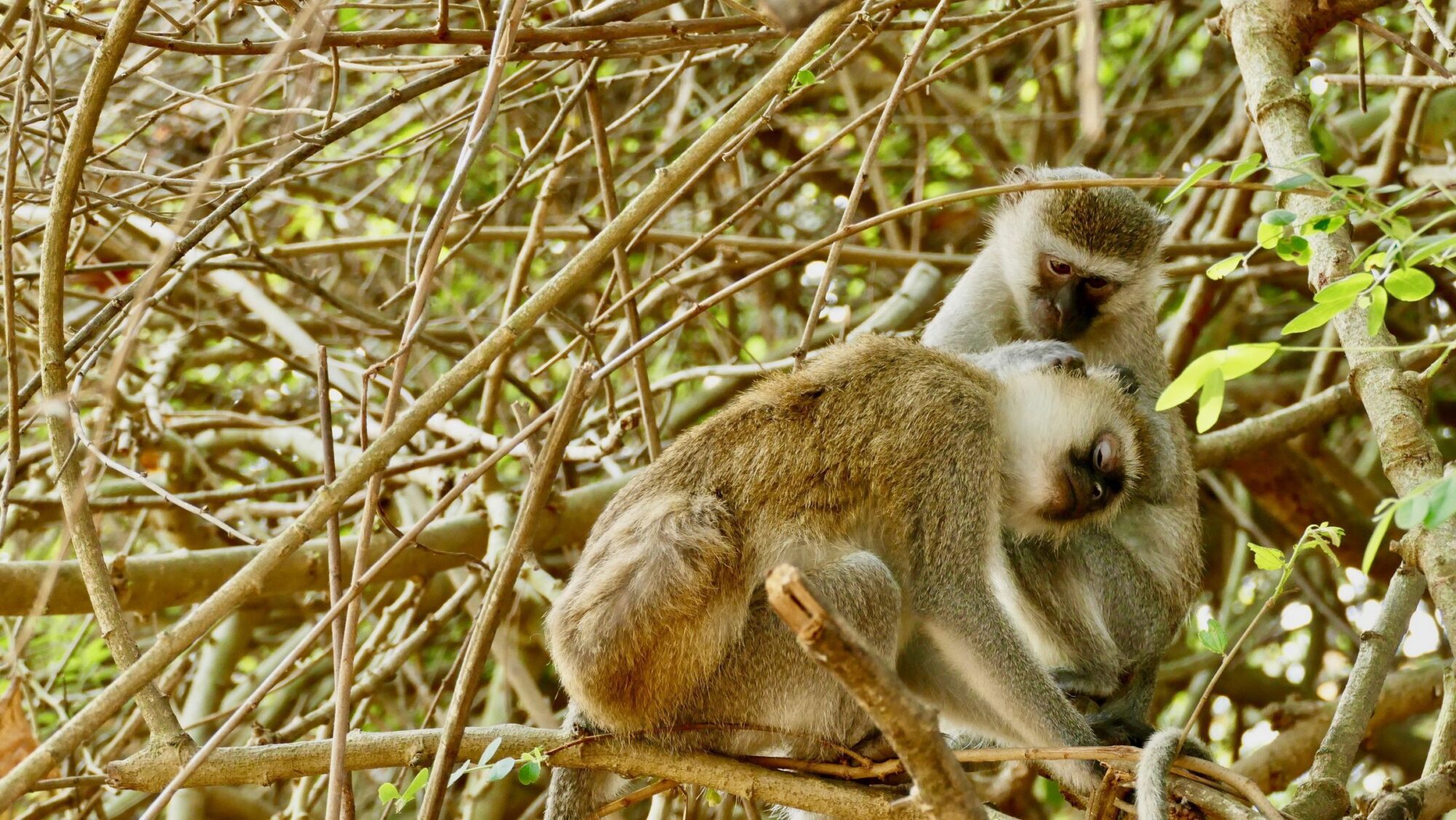 Mahale_Mountains_National_Park_Chimp_30