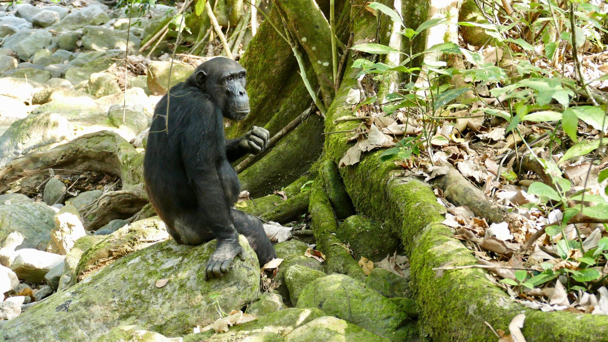 Mahale_Mountains_National_Park_Chimp_43