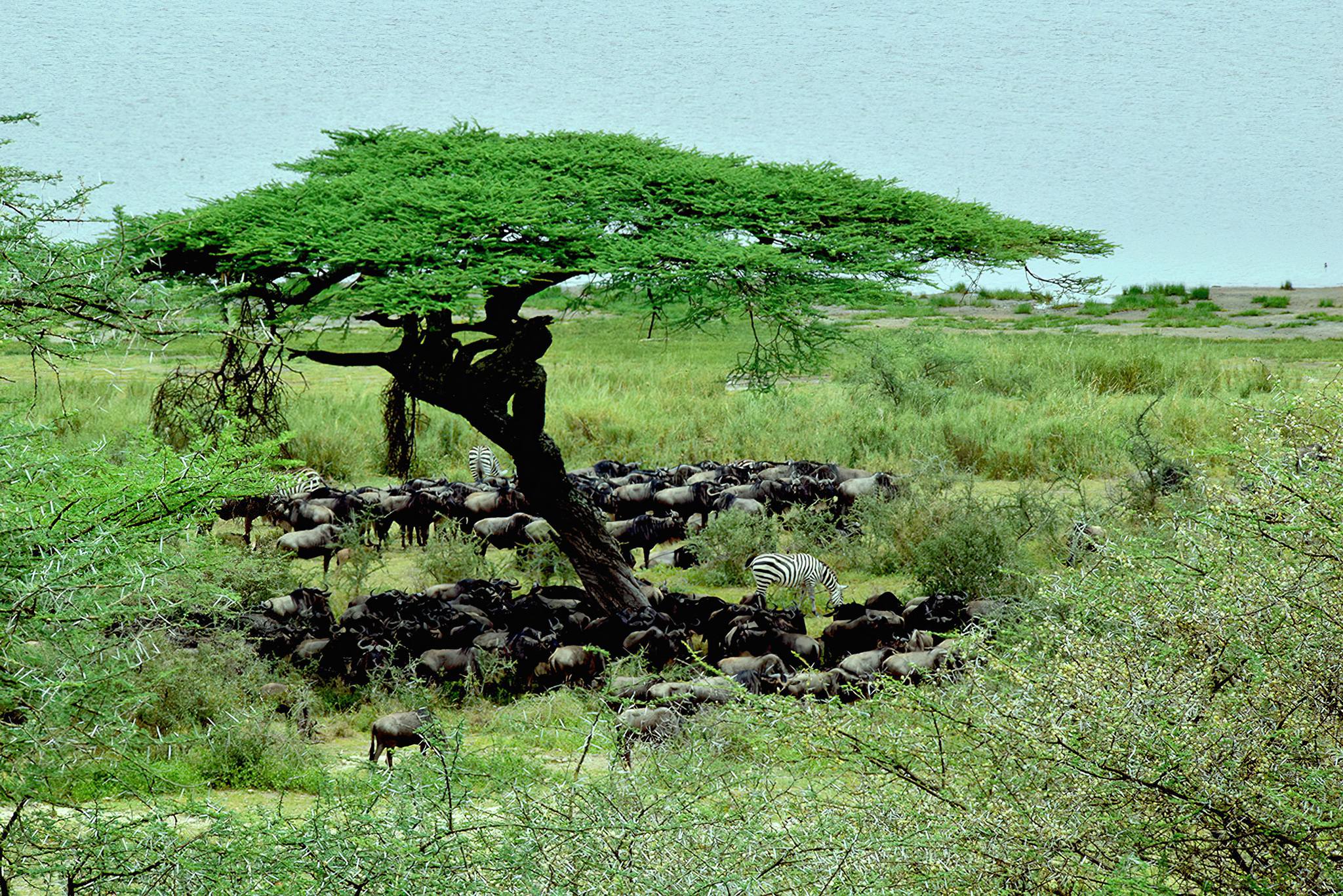 Masek_in_Ndutu