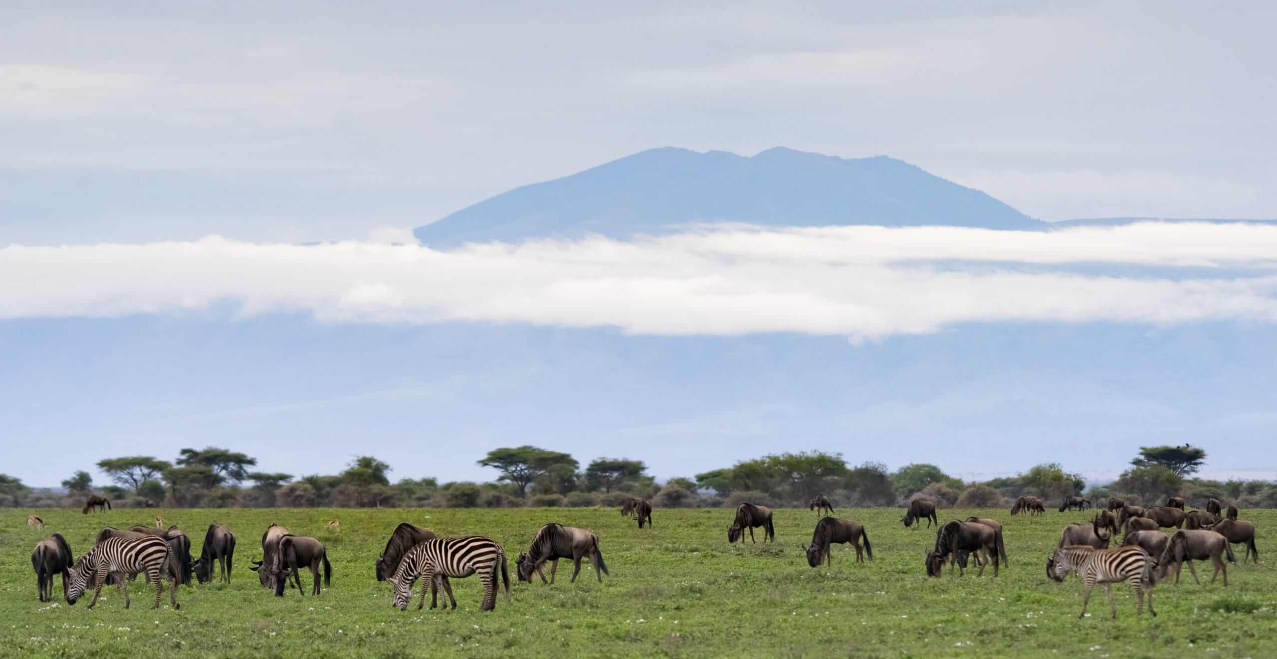 Ndutu Area (3)