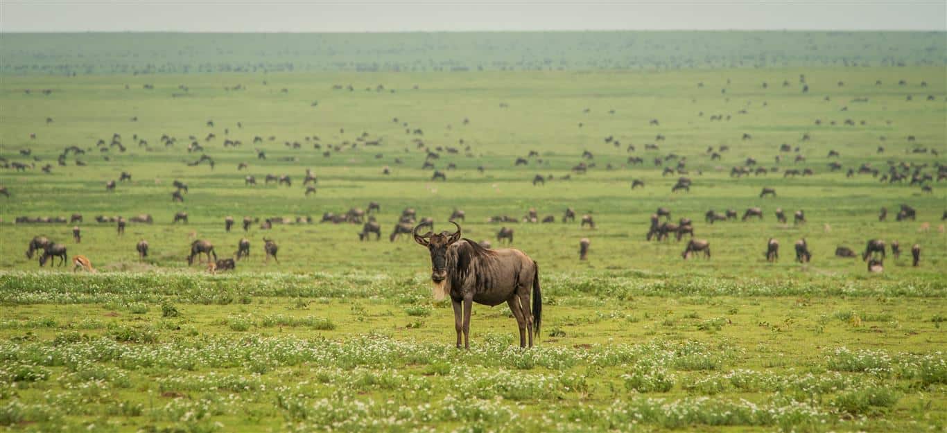 Ndutu Area (5)