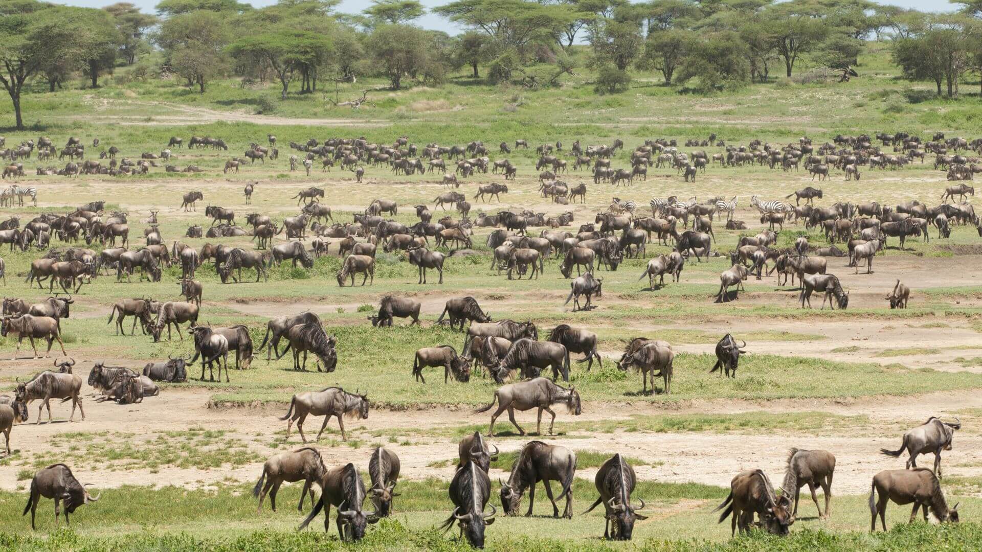 Ndutu
