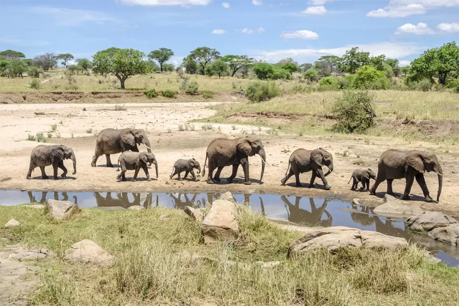 Tarangire National Park (4)