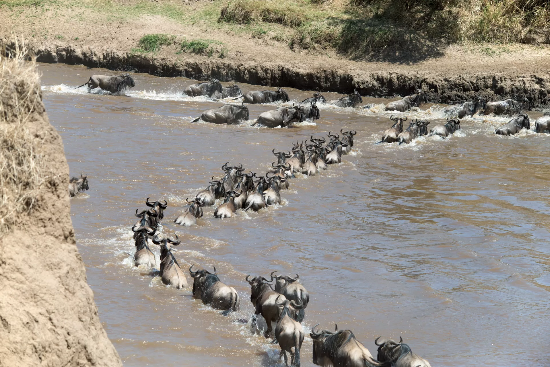 Wildebeest Migration Safari (10)