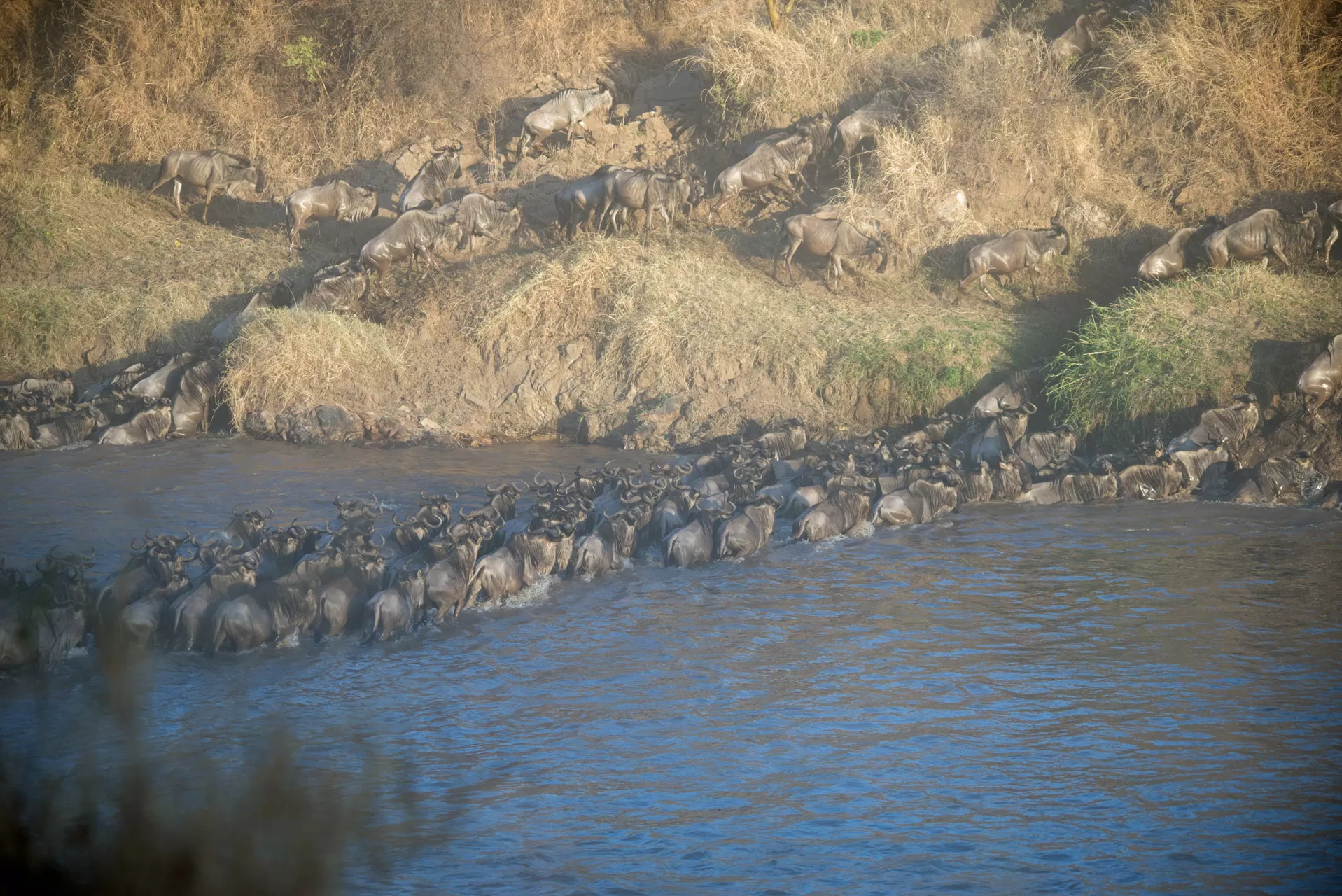 Wildebeest Migration Safari (11)