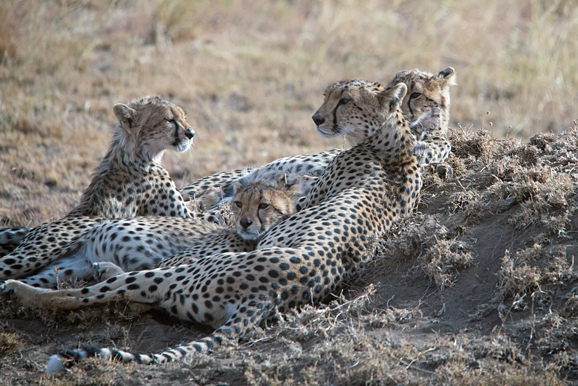 Wildebeest Migration Safari (12)