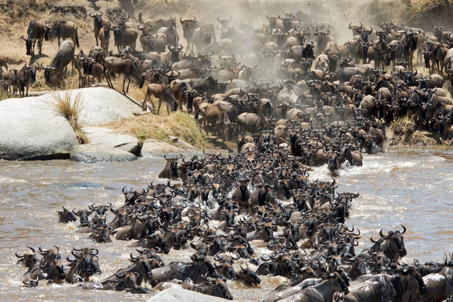 Wildebeest Migration Safari (4)