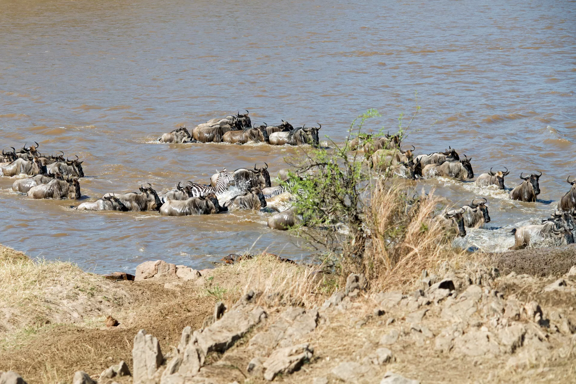 Wildebeest Migration Safari (5)