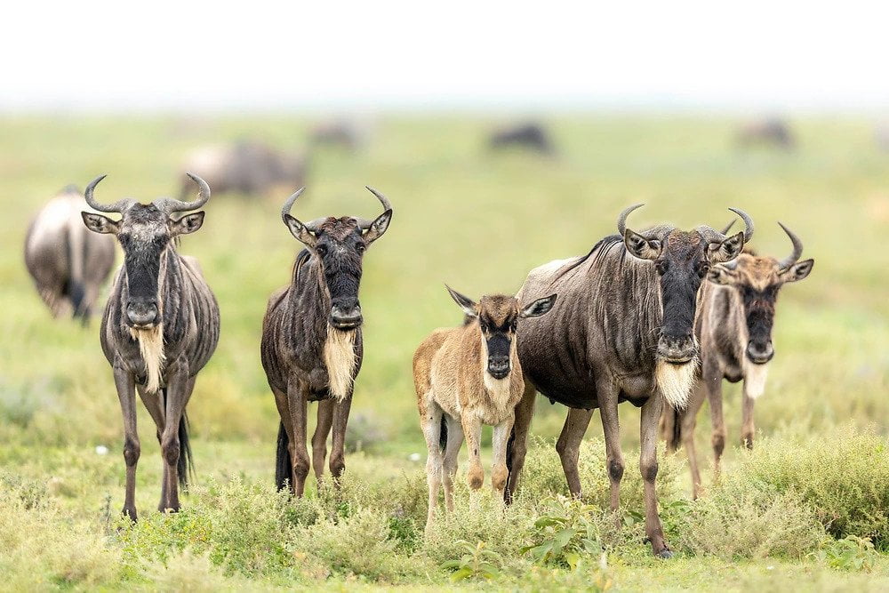 ndutu-ngorongoro-conservation-area-tanzania