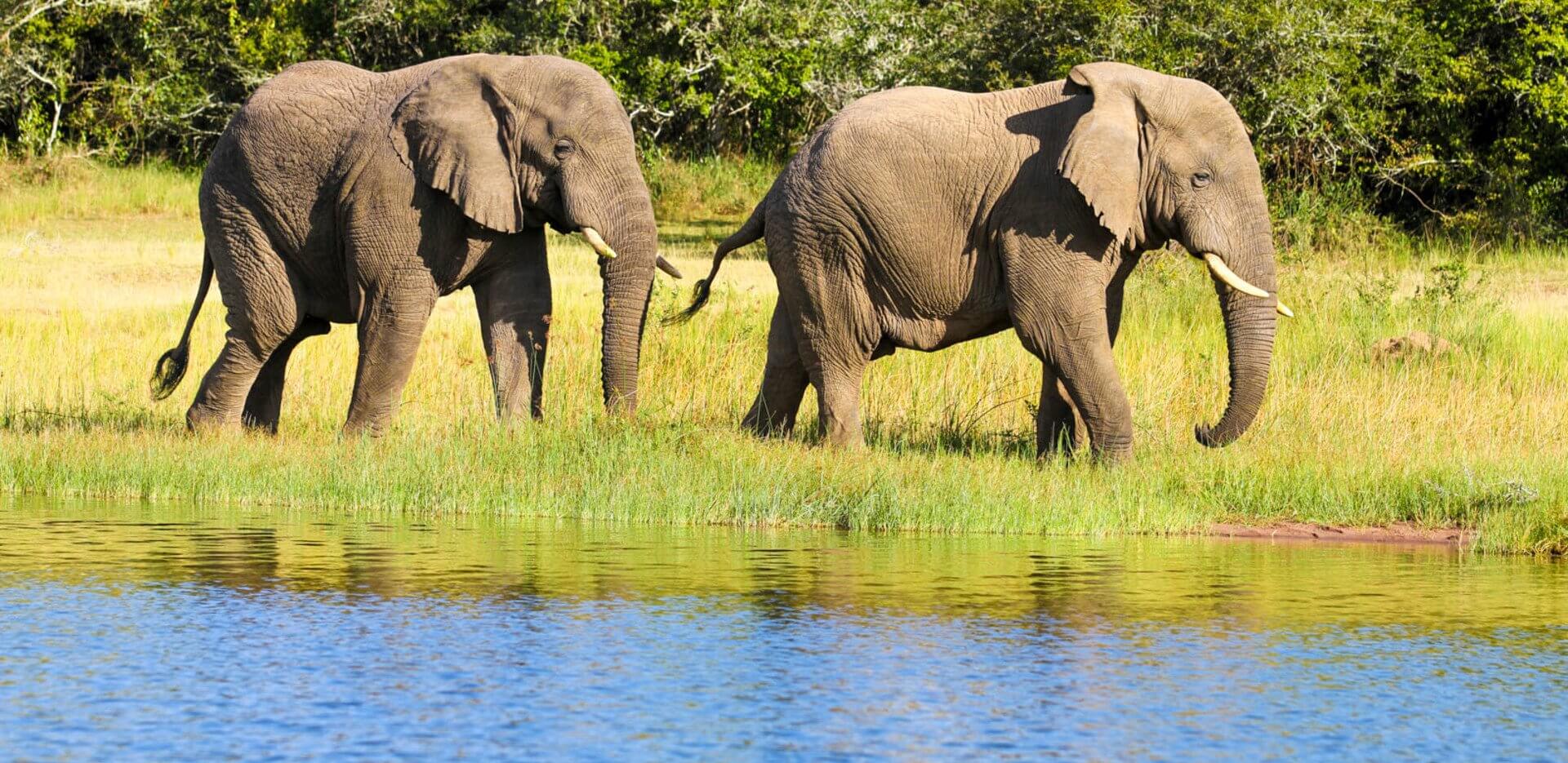 Akagera National Park (1)
