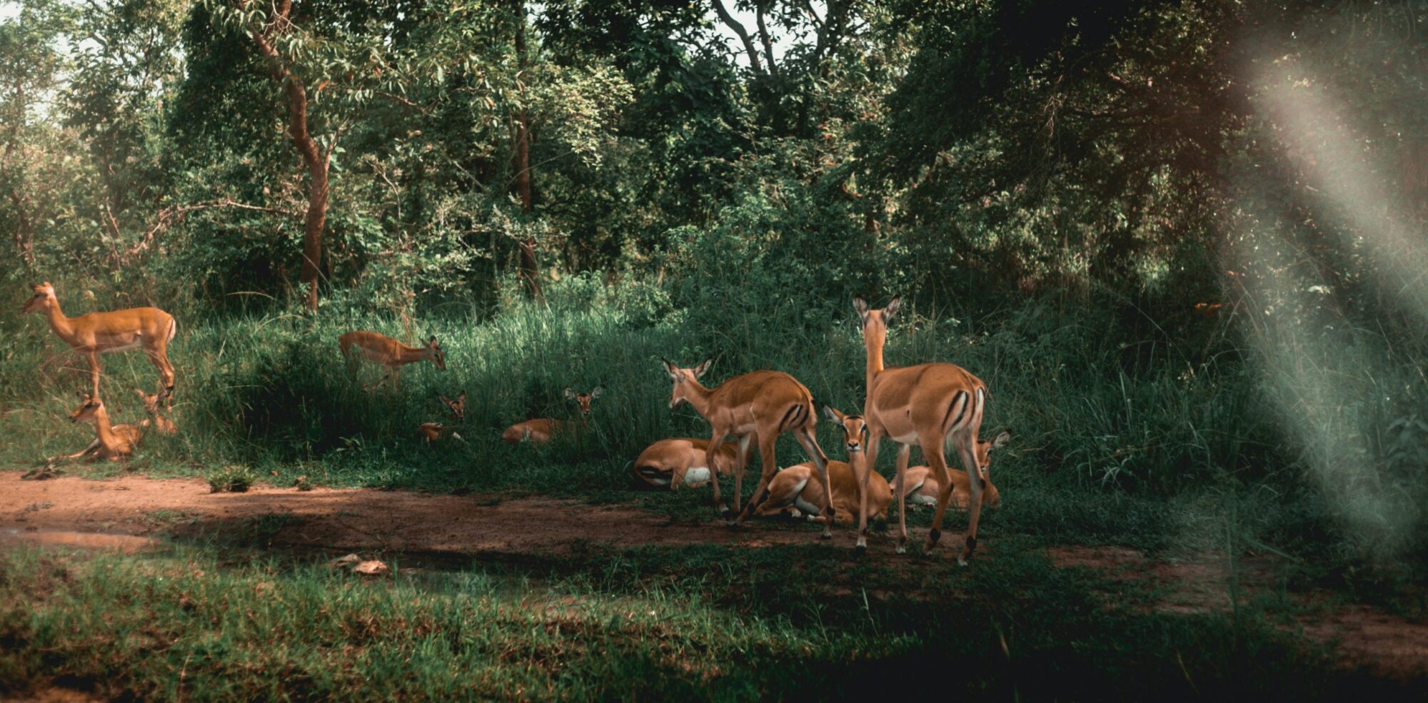 Akagera National Park (11)