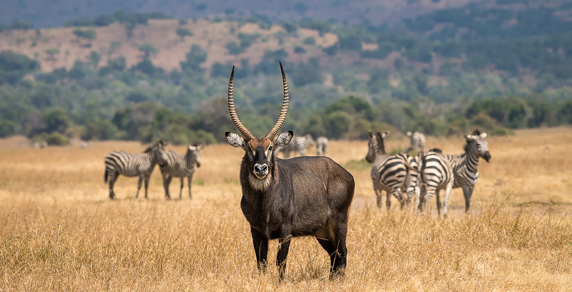 Akagera National Park (2)