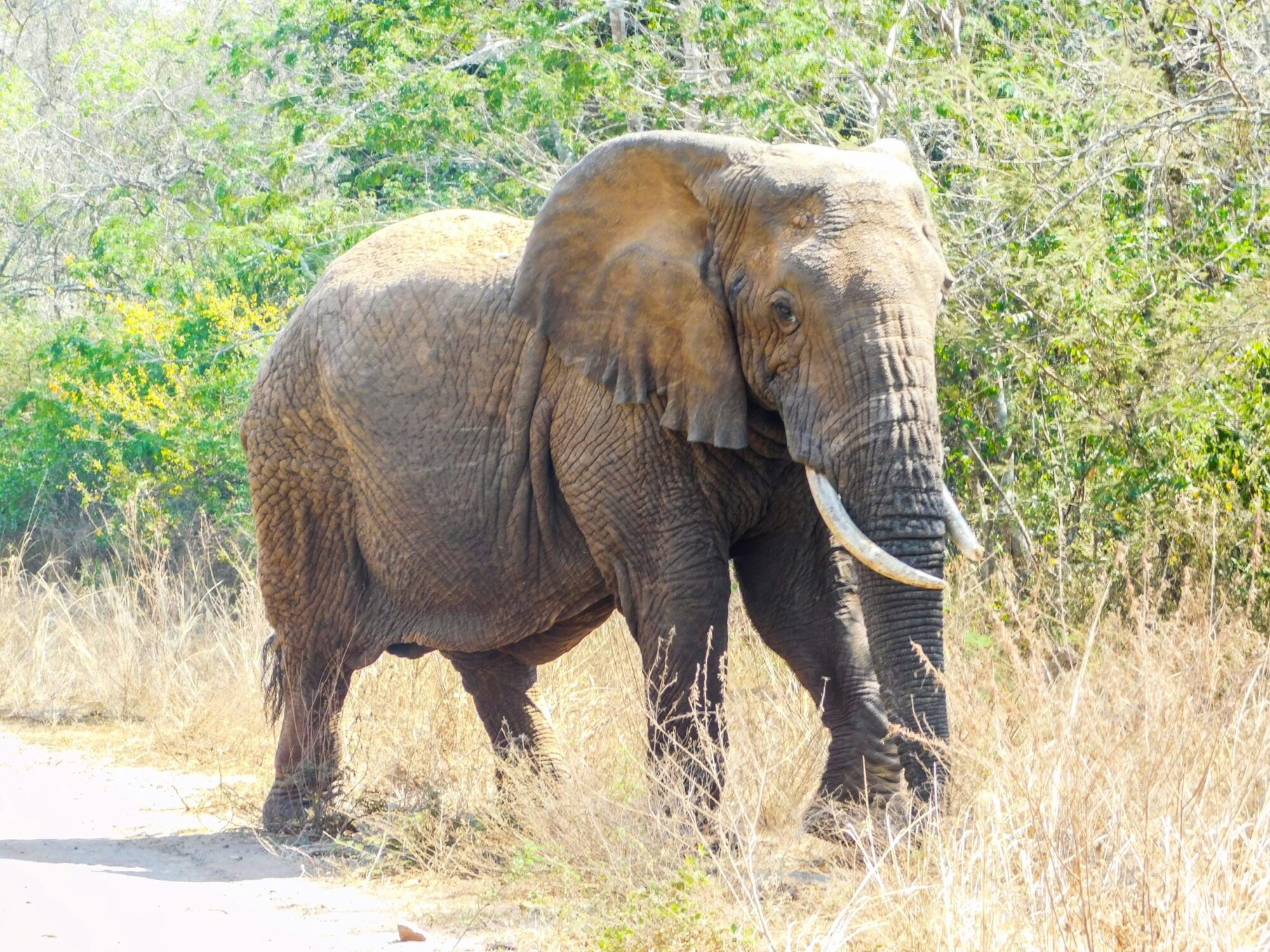 Akagera National Park (3)