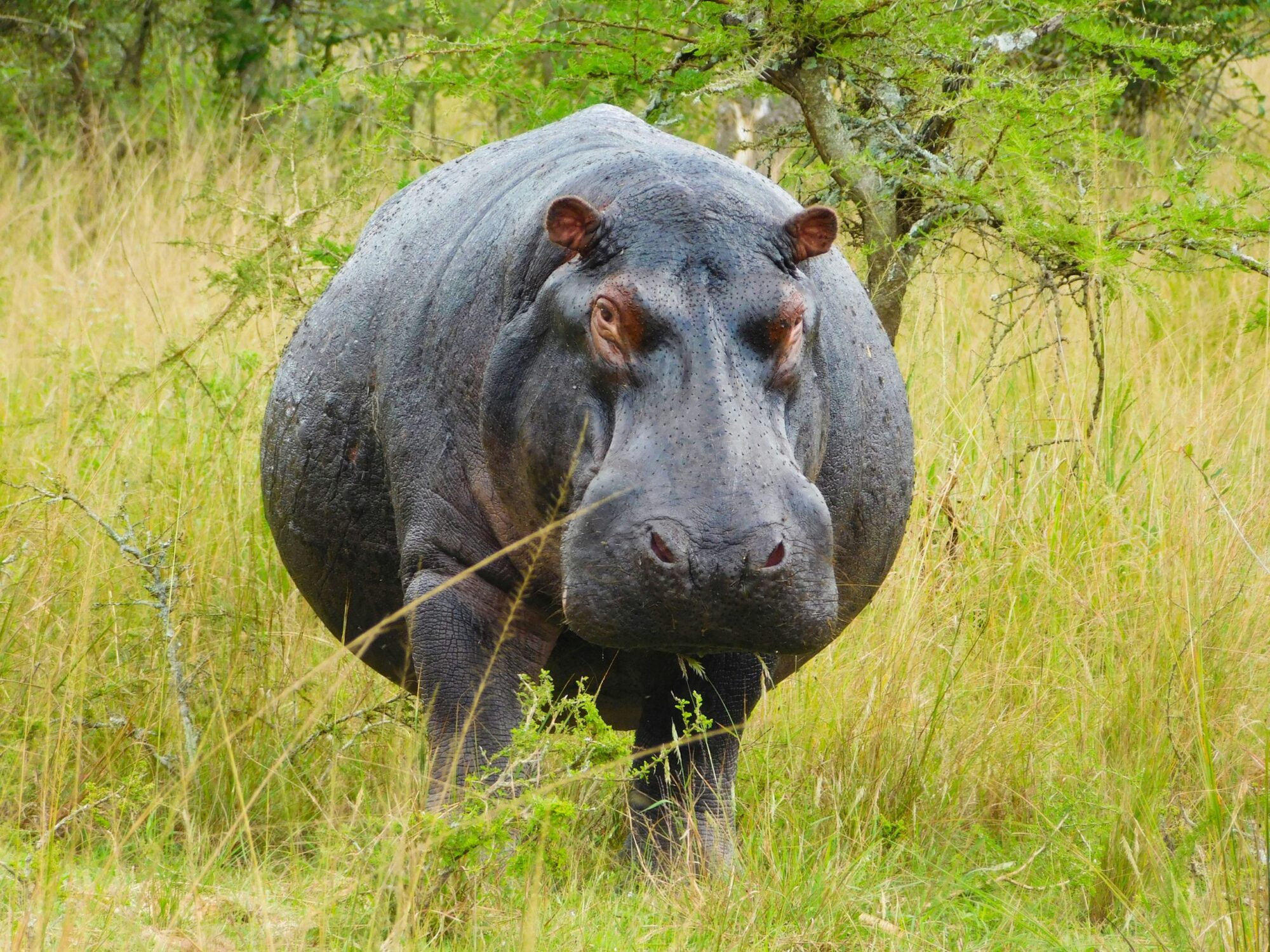 Akagera National Park (5)