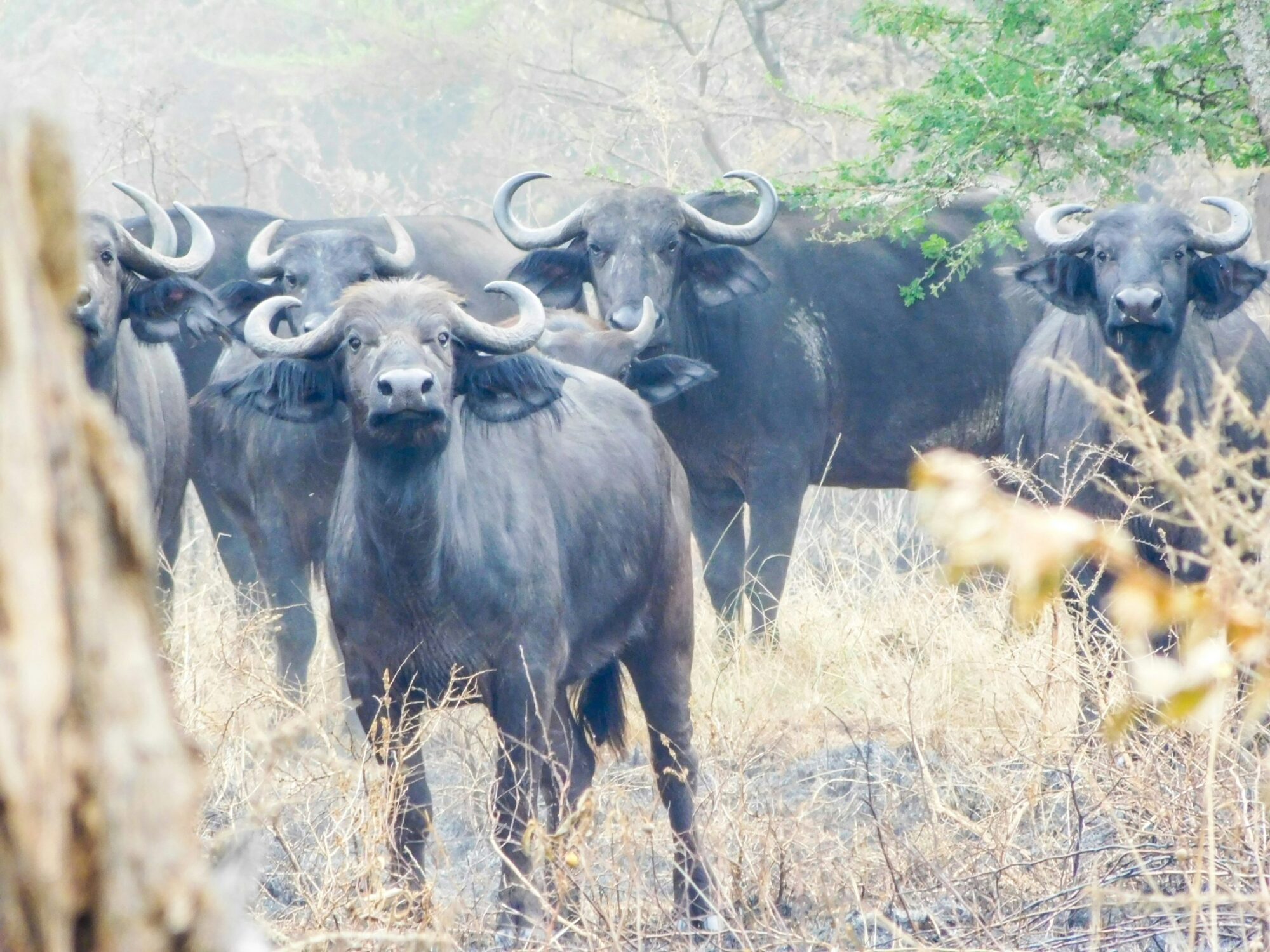 Akagera National Park (7)