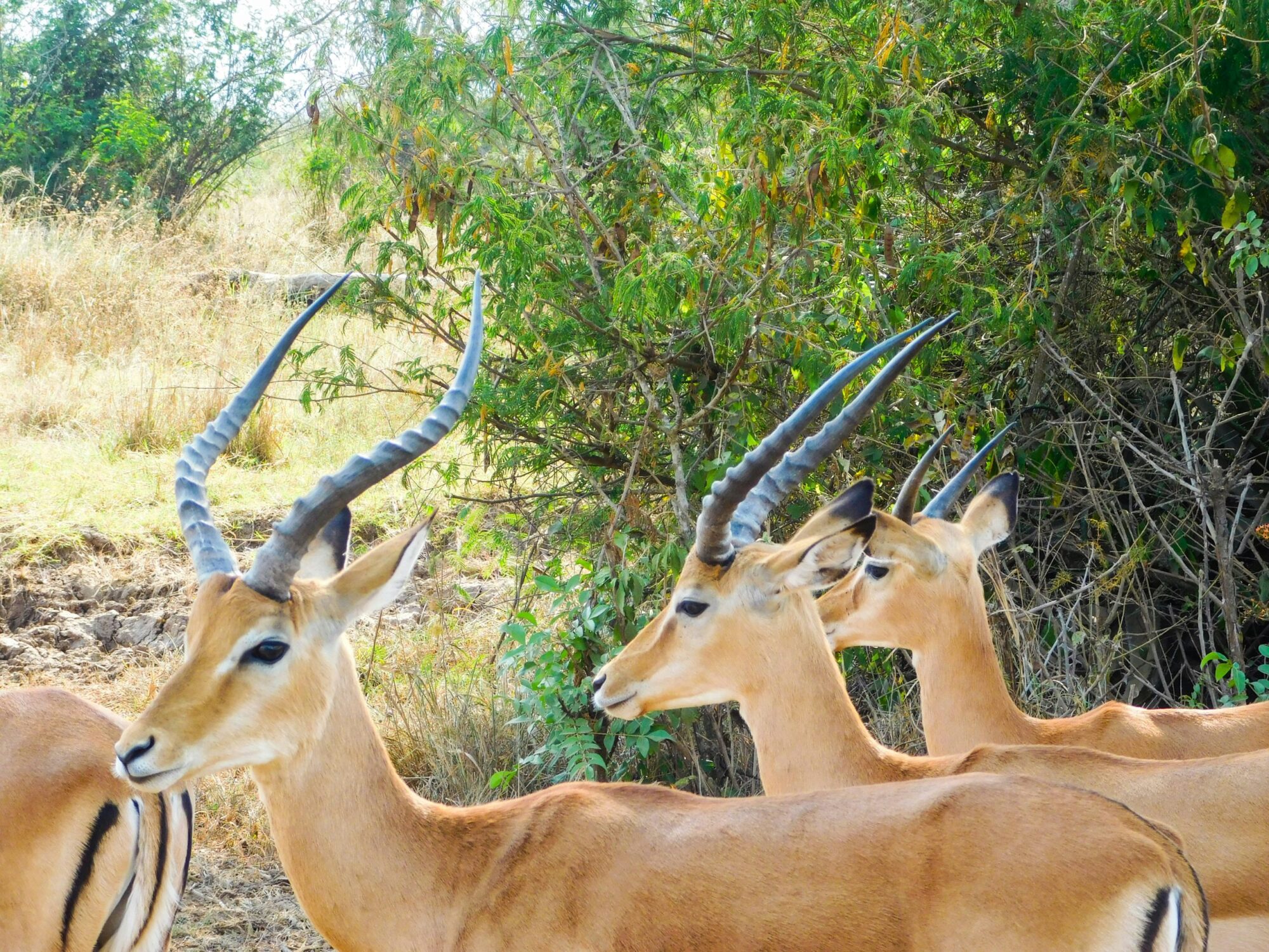 Akagera National Park (8)