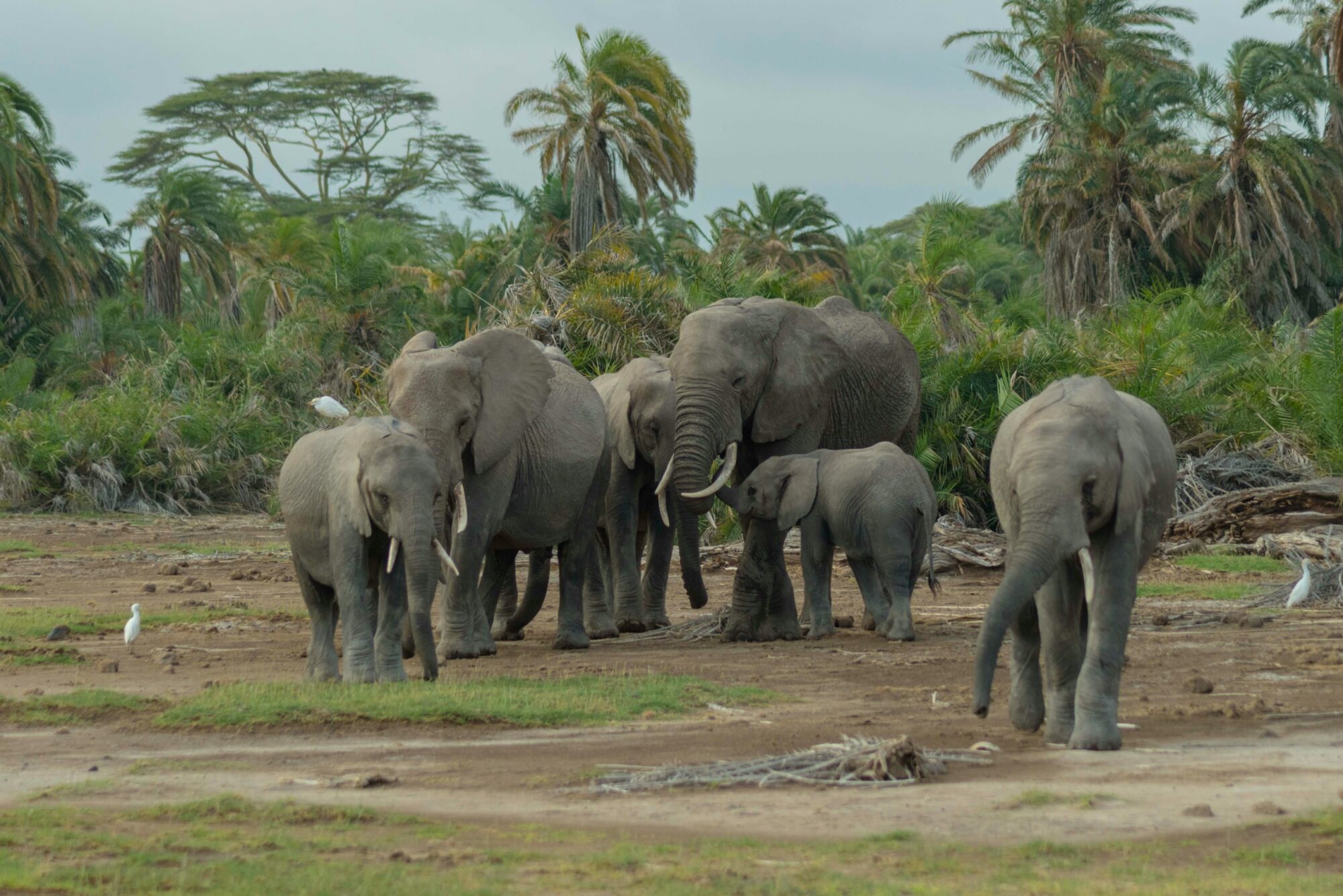Amboseli National Park (12)