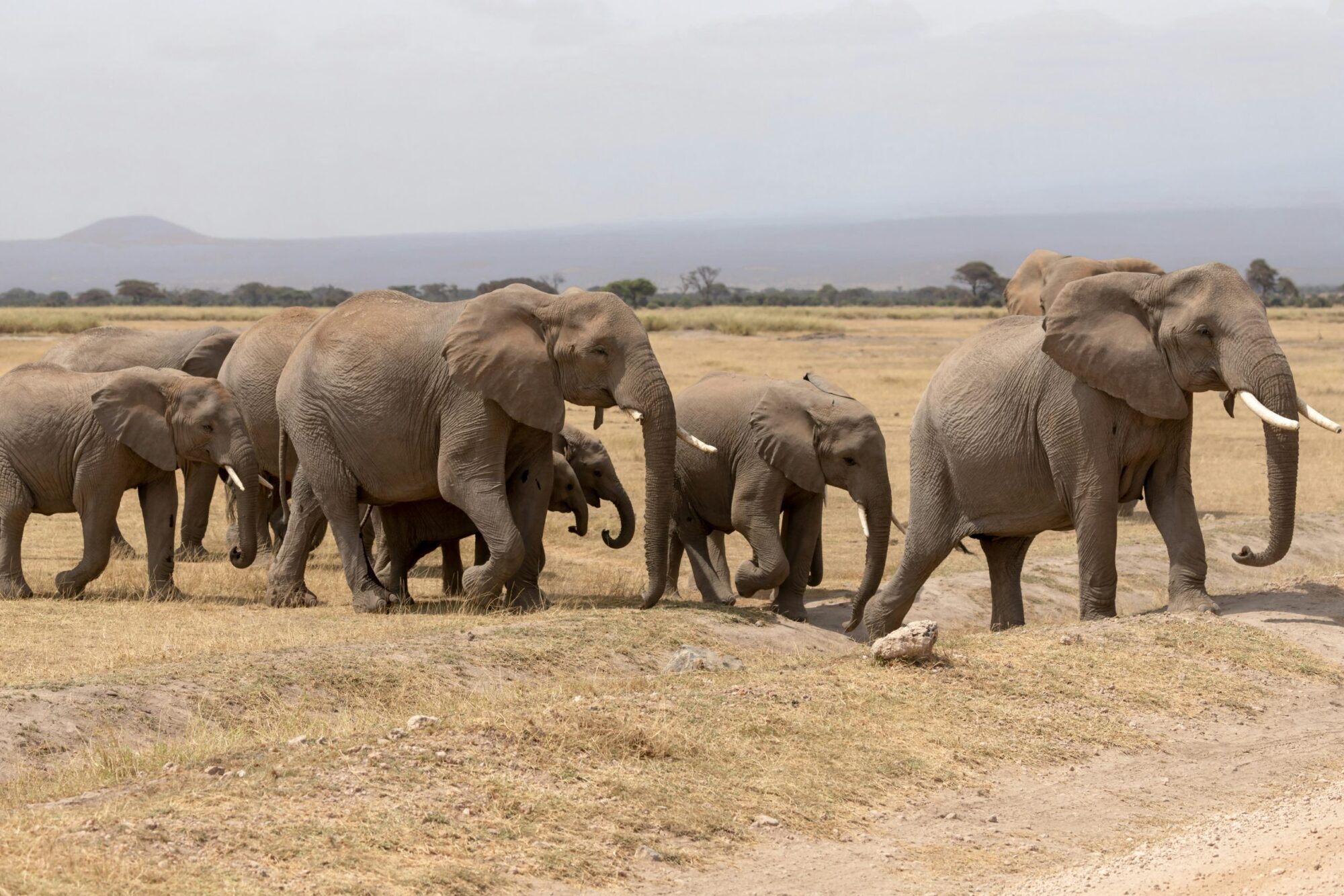 Amboseli National Park (3)