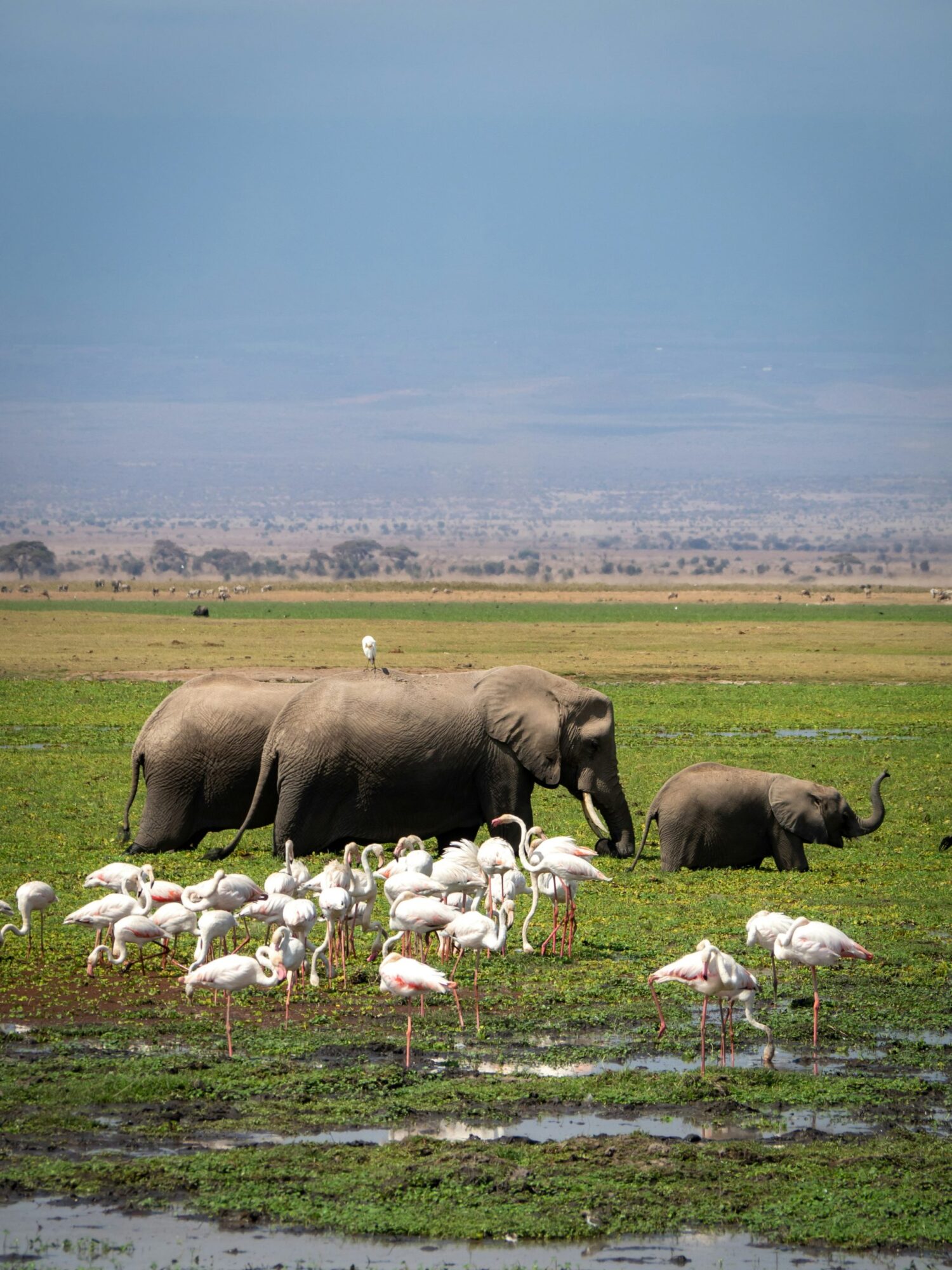 Amboseli National Park (9)
