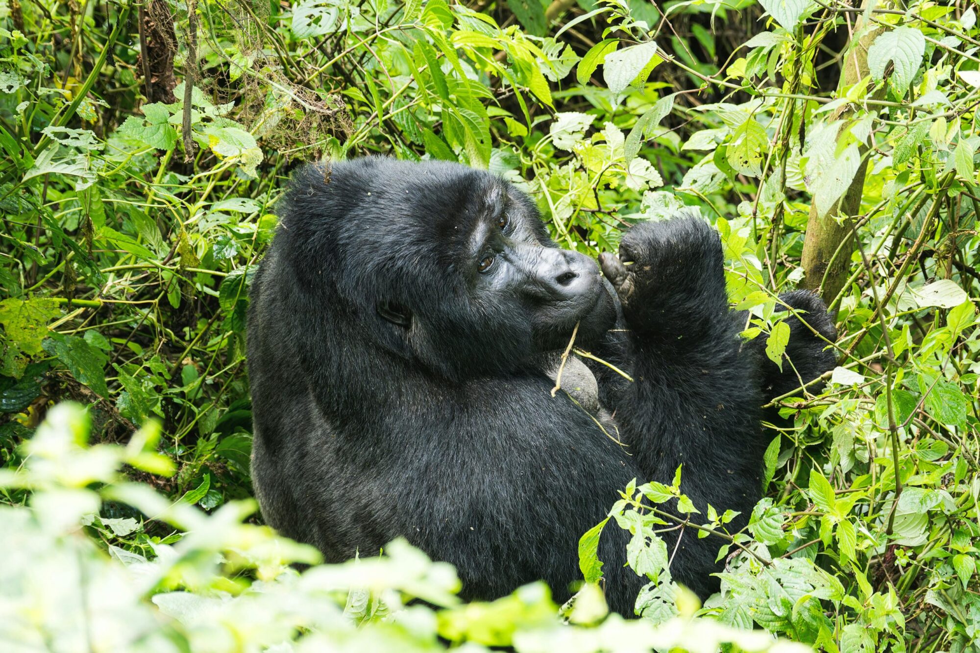 Bwindi Impenetrable Forest National Park (10)