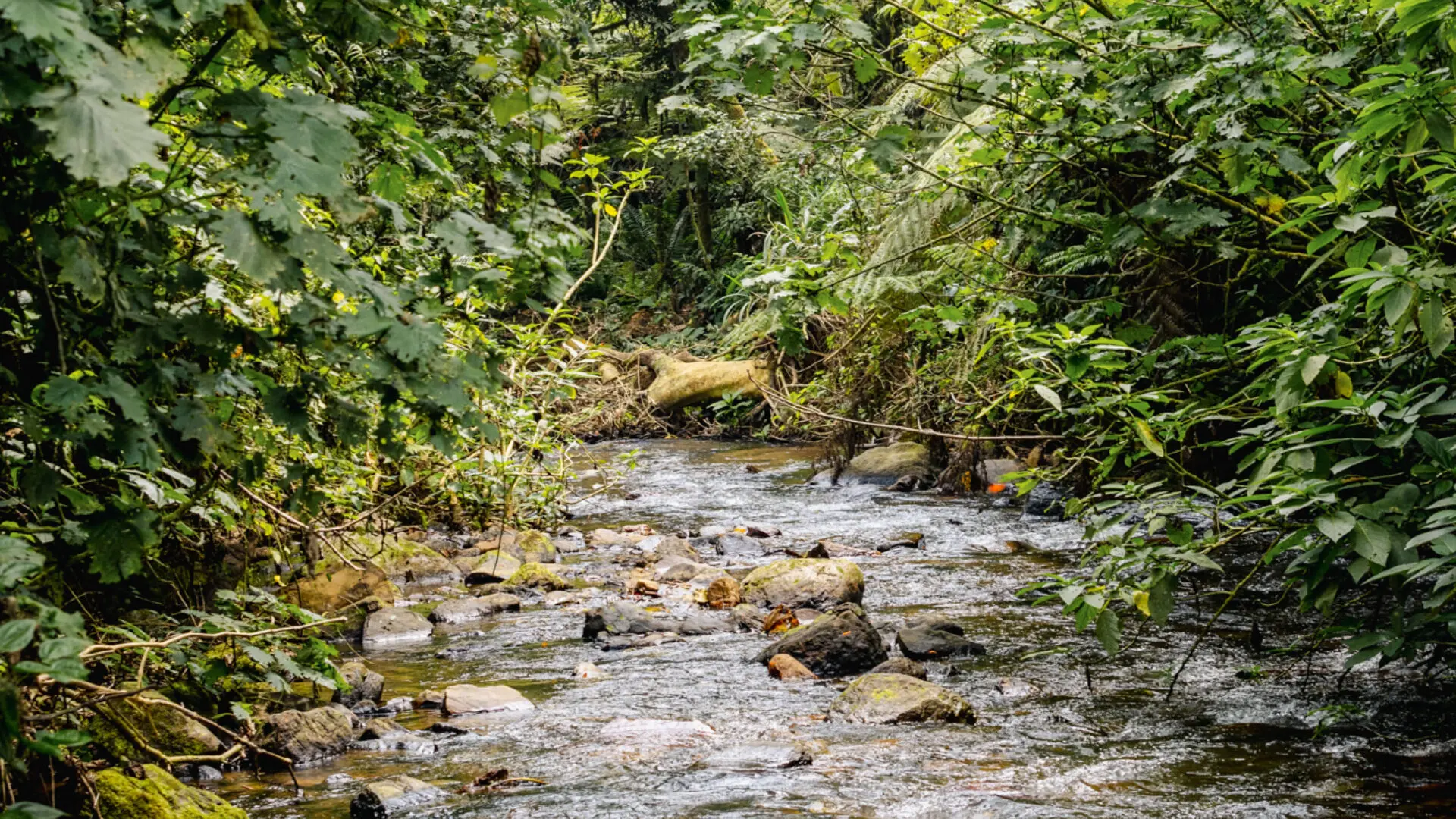 Bwindi Impenetrable Forest National Park (10)