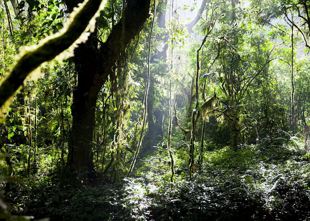 Bwindi Impenetrable Forest National Park (11)