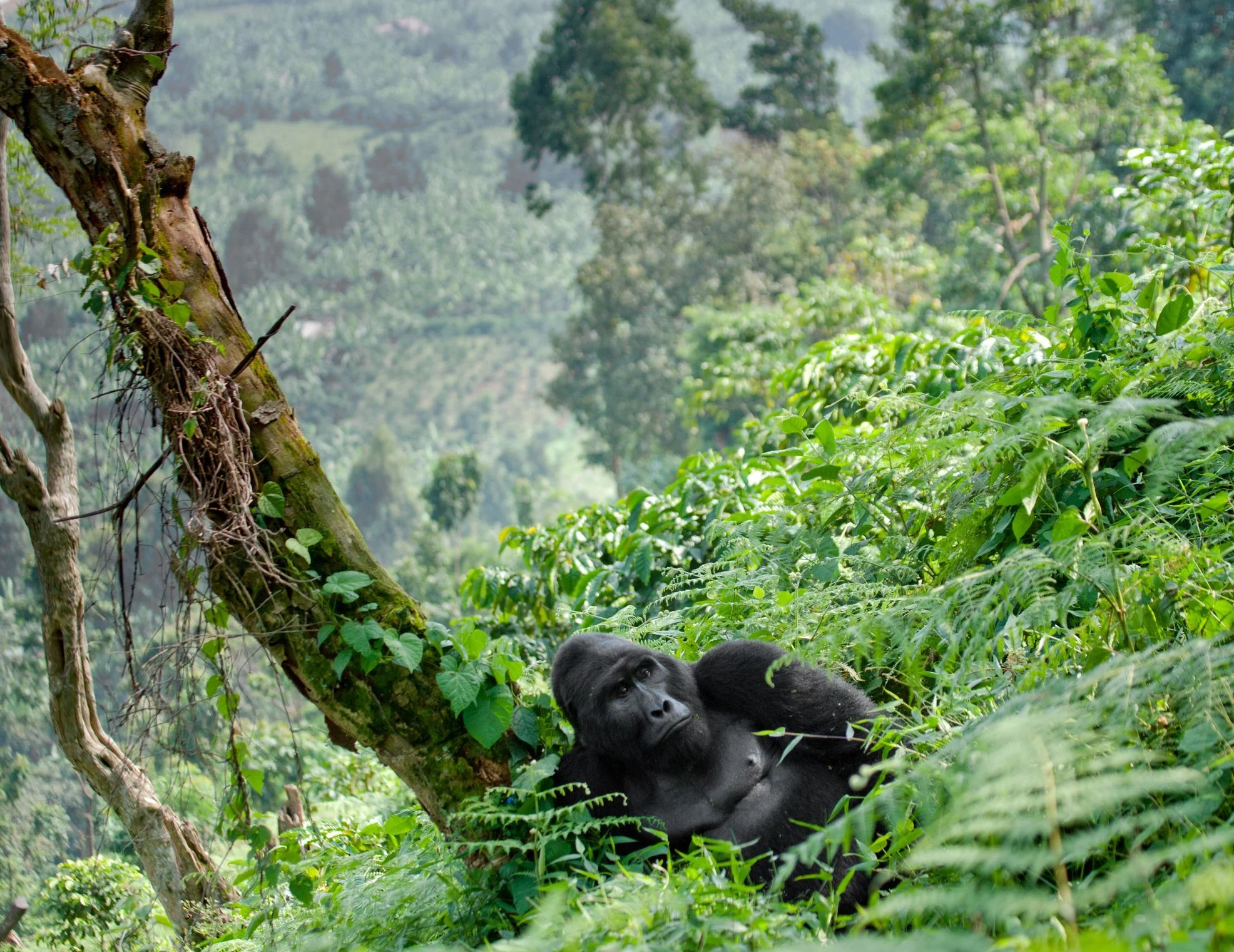 Bwindi Impenetrable Forest National Park (12)