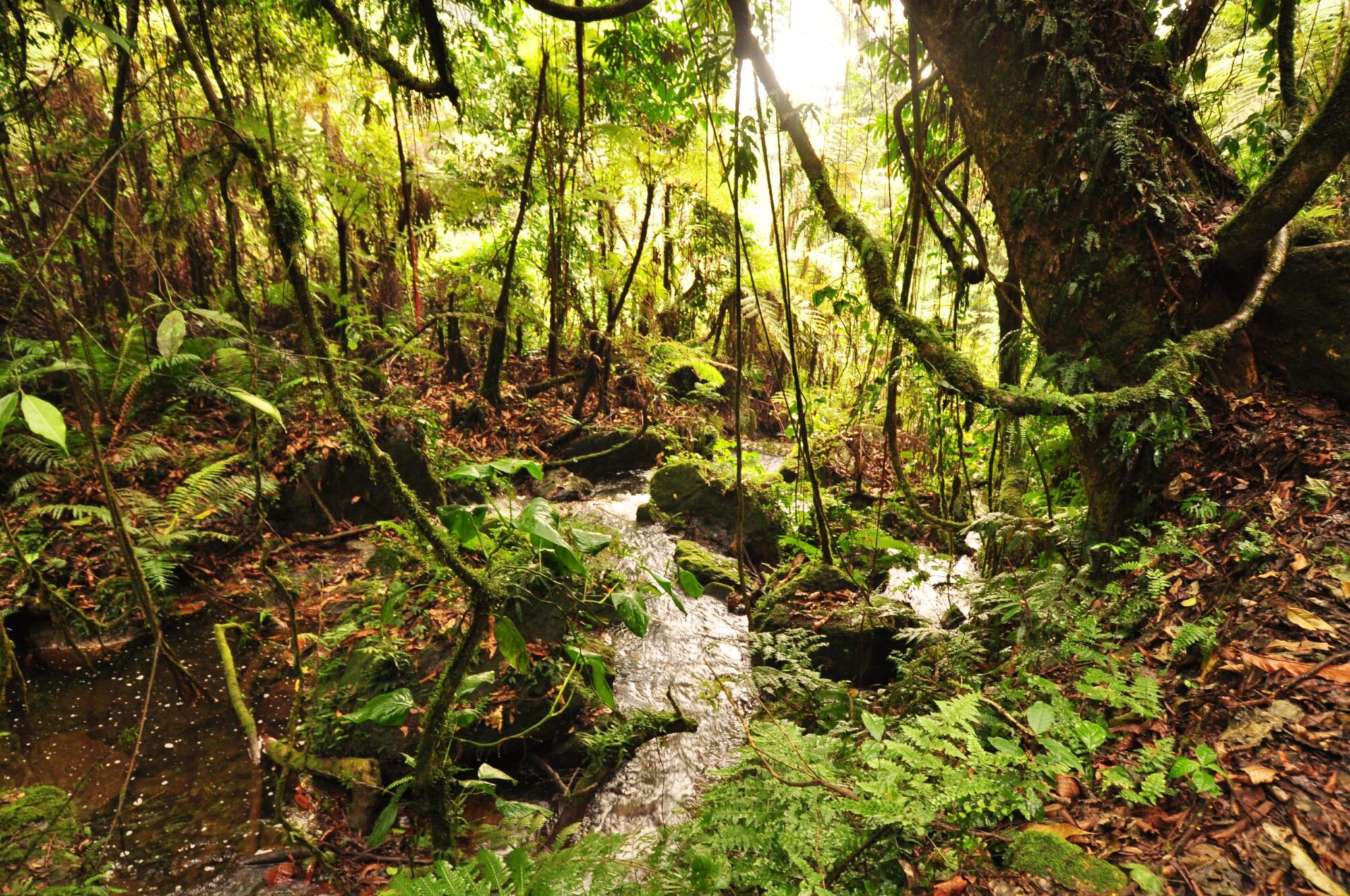 Bwindi Impenetrable Forest National Park (15)