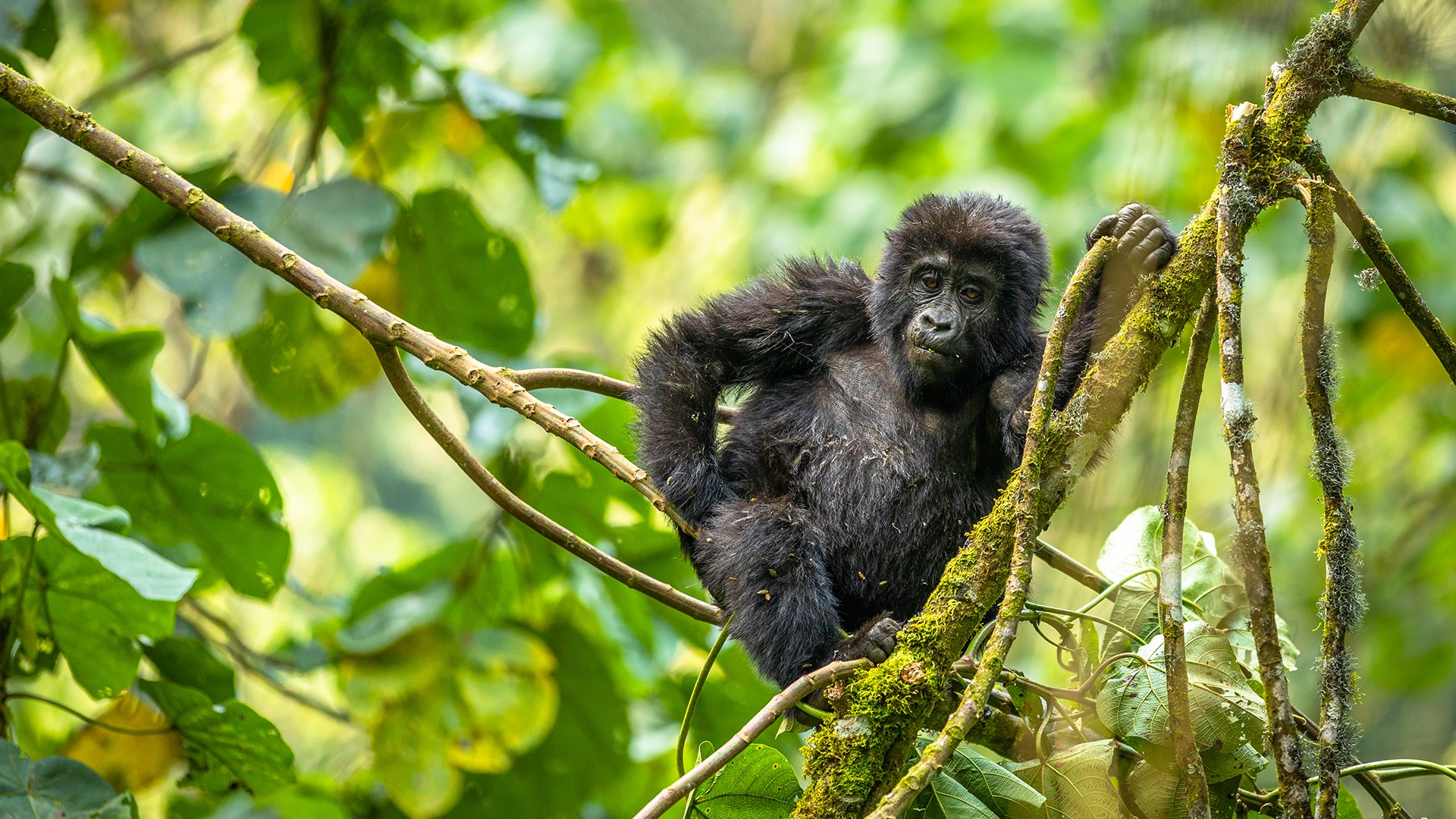 Bwindi Impenetrable Forest National Park (2)
