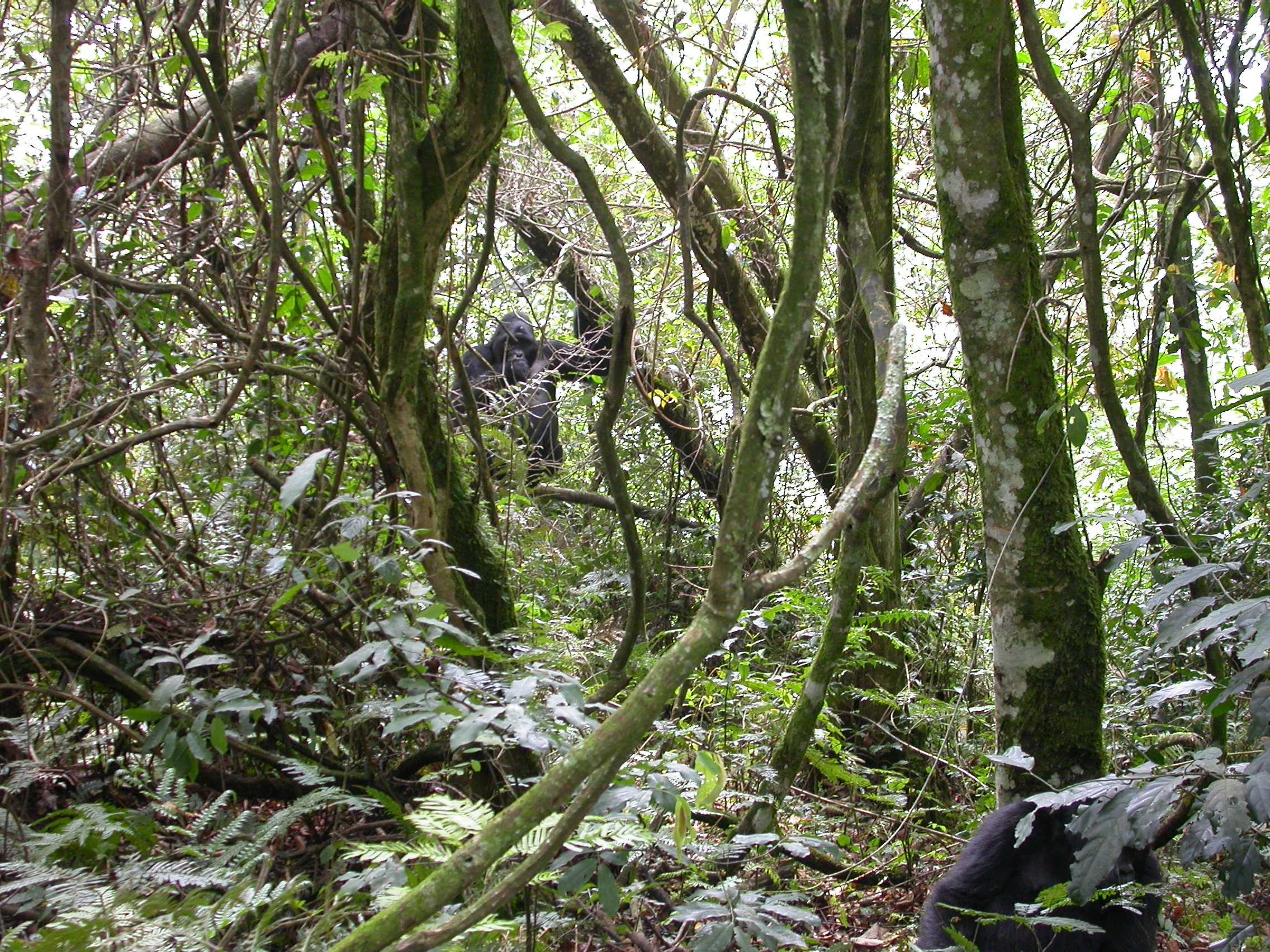 Bwindi Impenetrable Forest National Park (3)