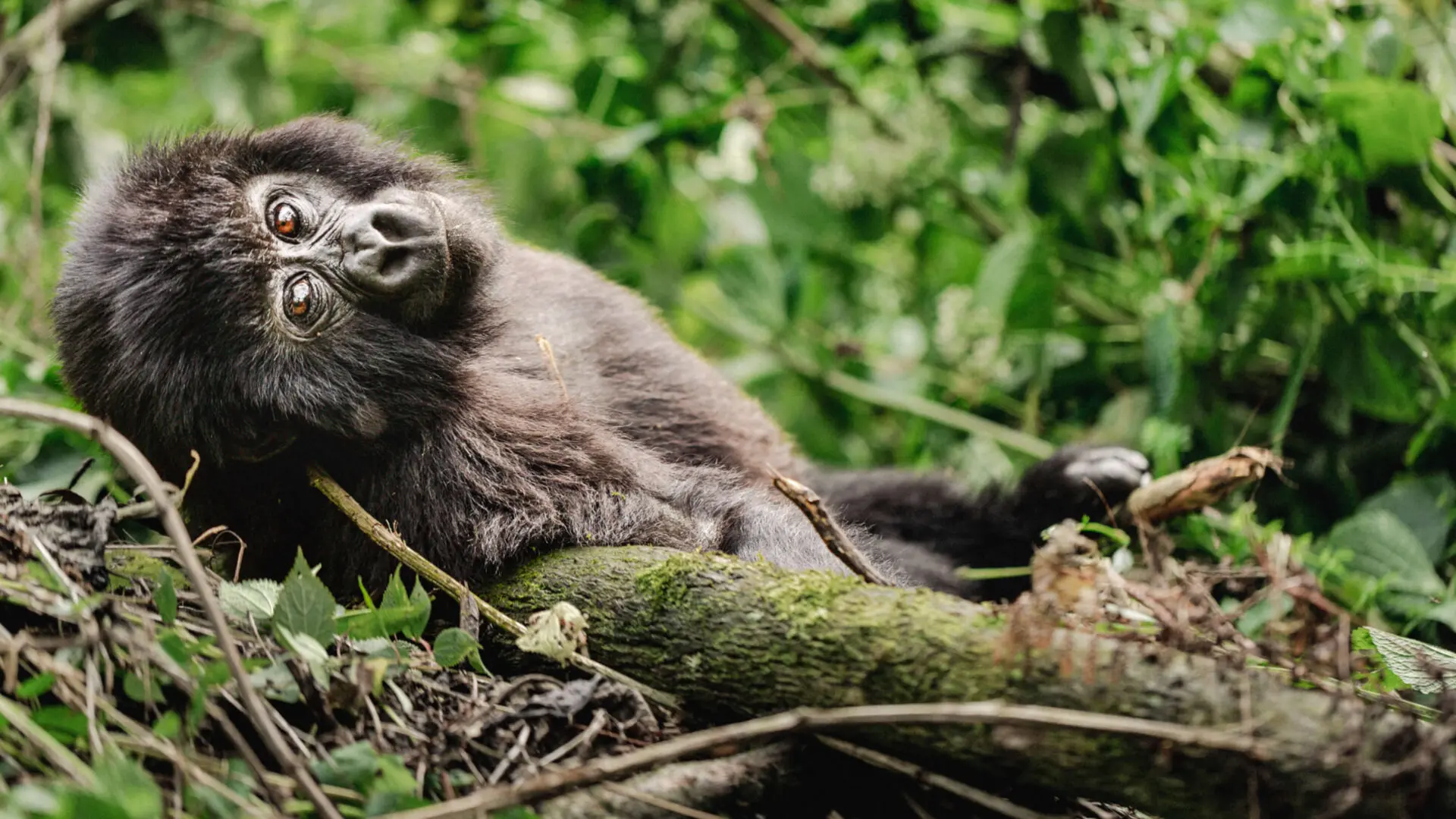 Bwindi Impenetrable Forest National Park (3)