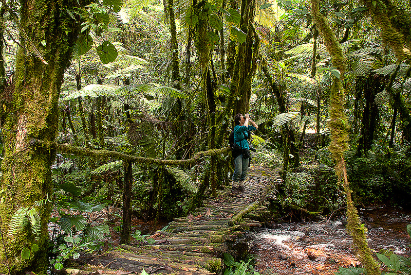 Bwindi Impenetrable Forest National Park (5)