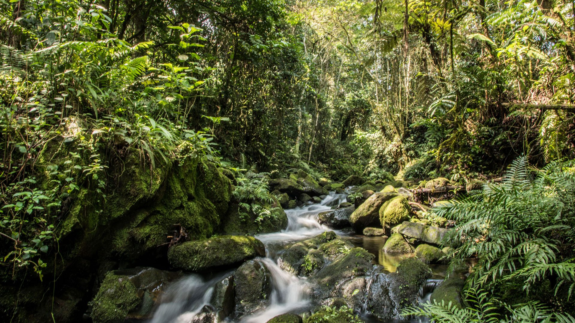 Bwindi Impenetrable Forest National Park (6)